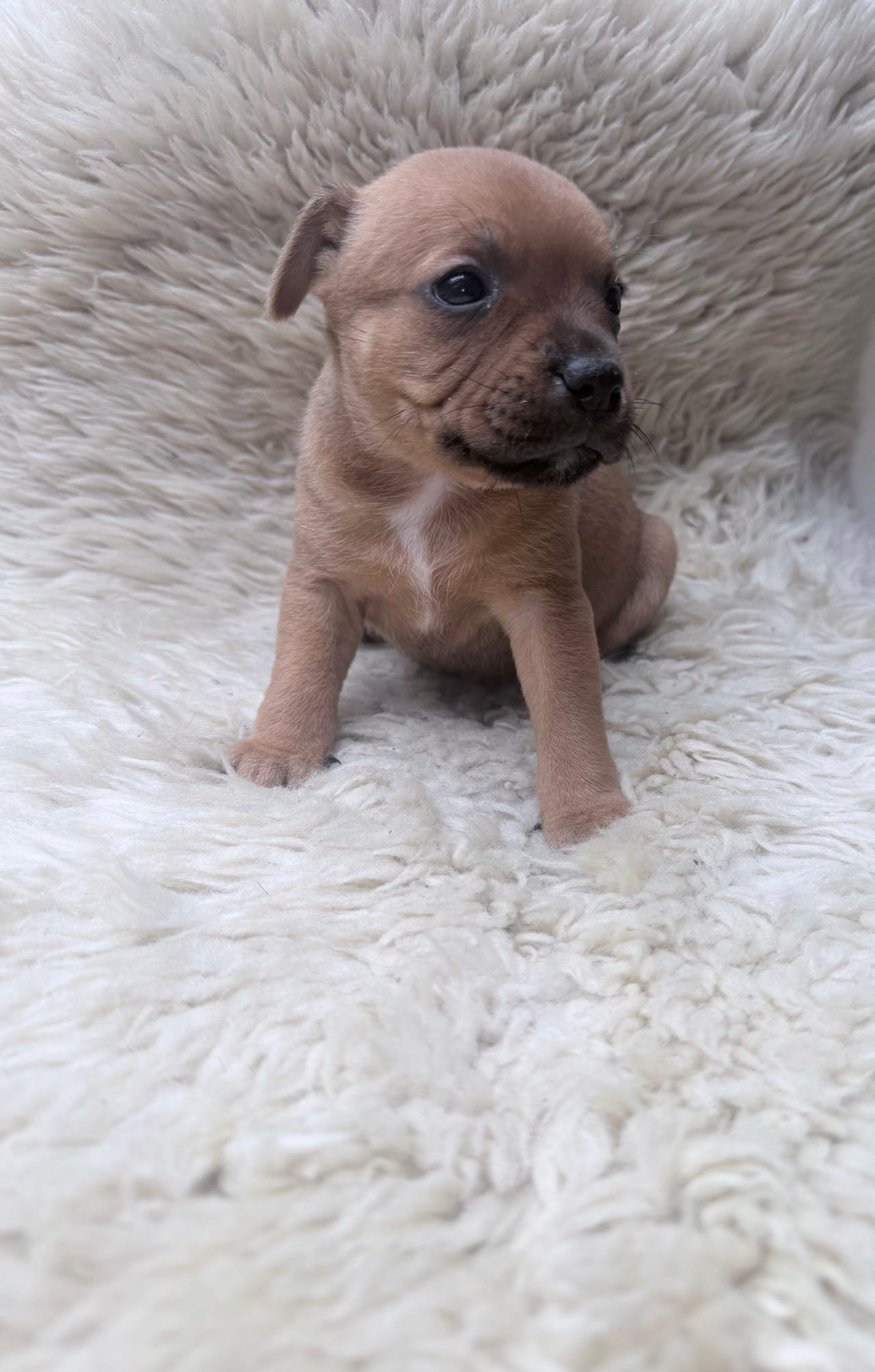 Staffordshire Bull Terrier