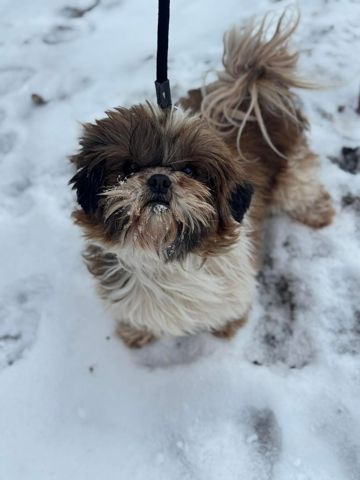 Shih Tzu