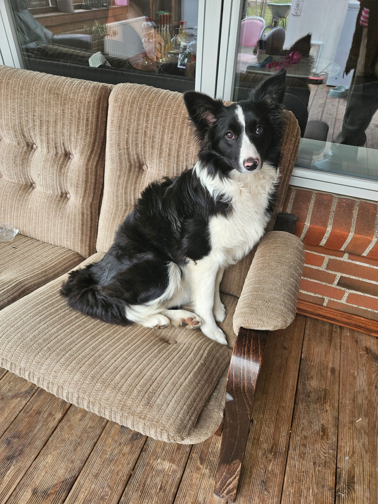 Border Collie