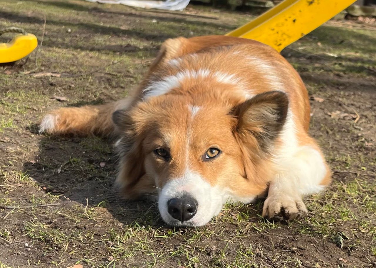Border Collie
