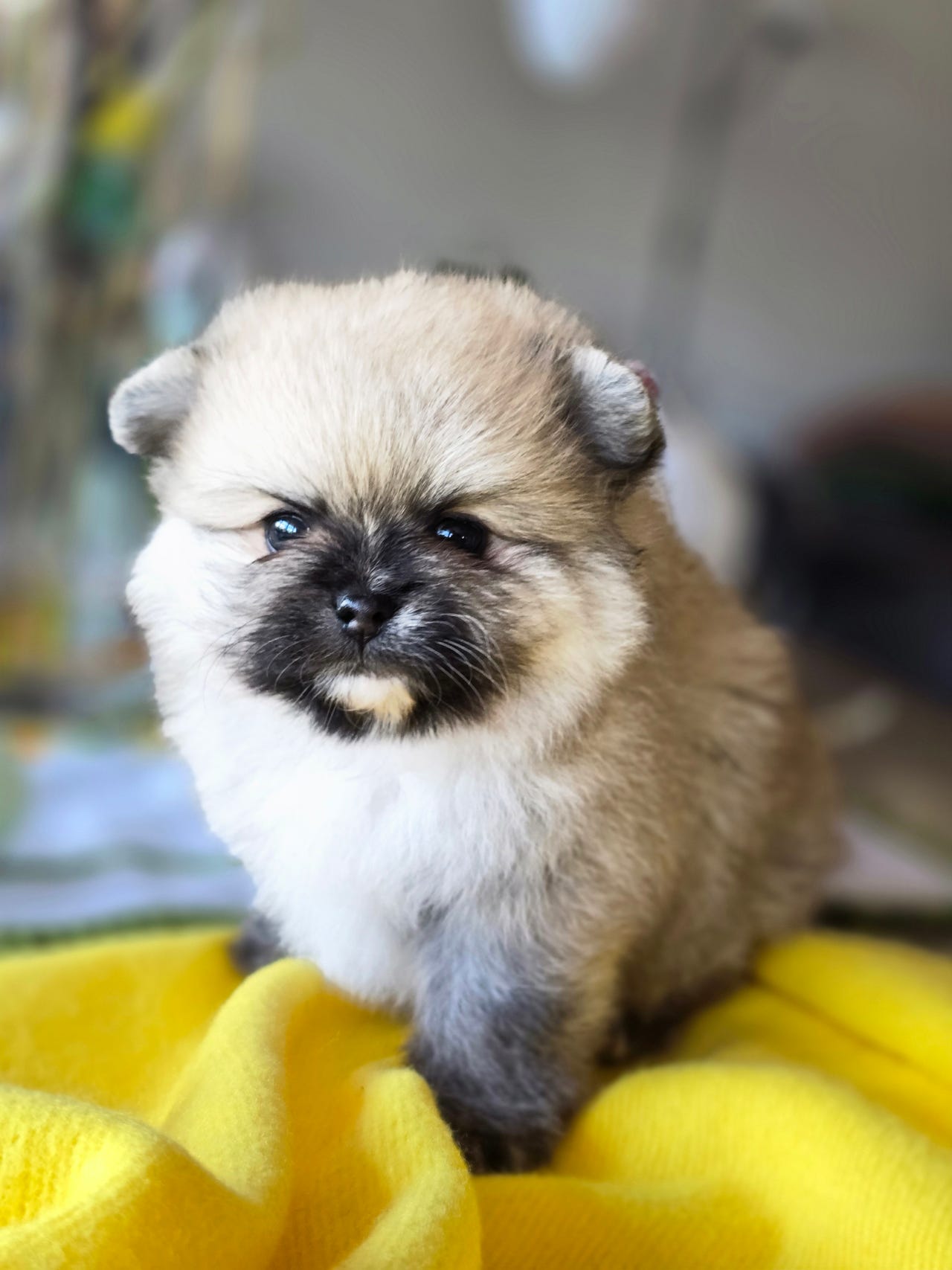 Sød Pomeranian tævehvalp | DBA