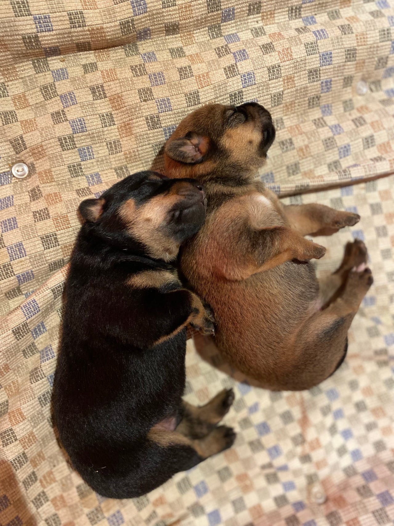 Cocker Spaniel sælges i Rødding