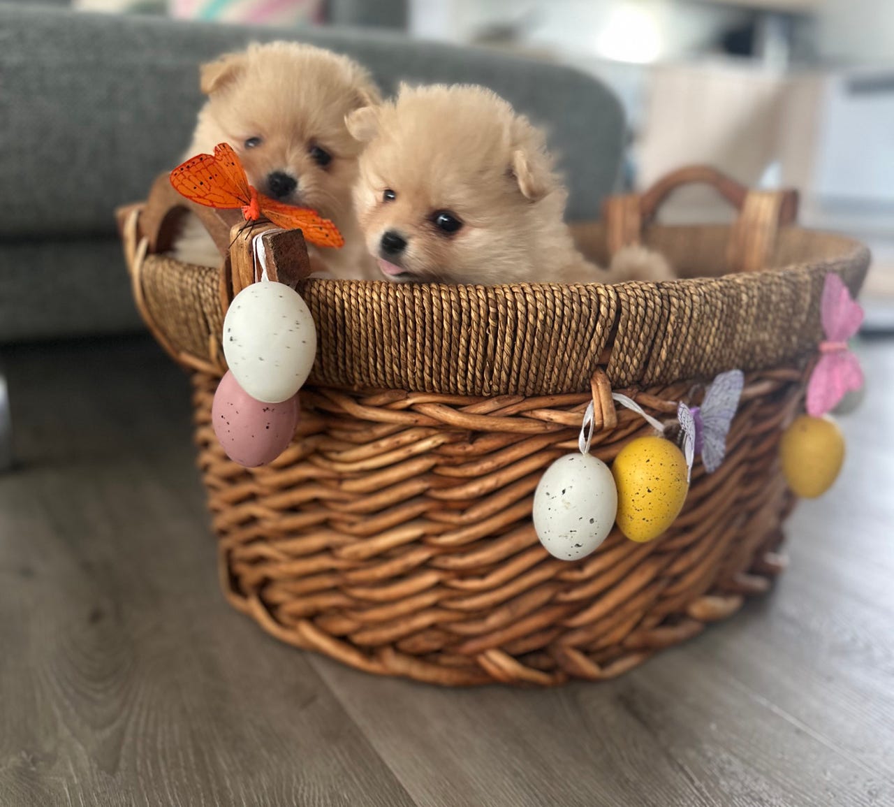 3 søde Pomeranian tæver søger kærlige hjem | DBA