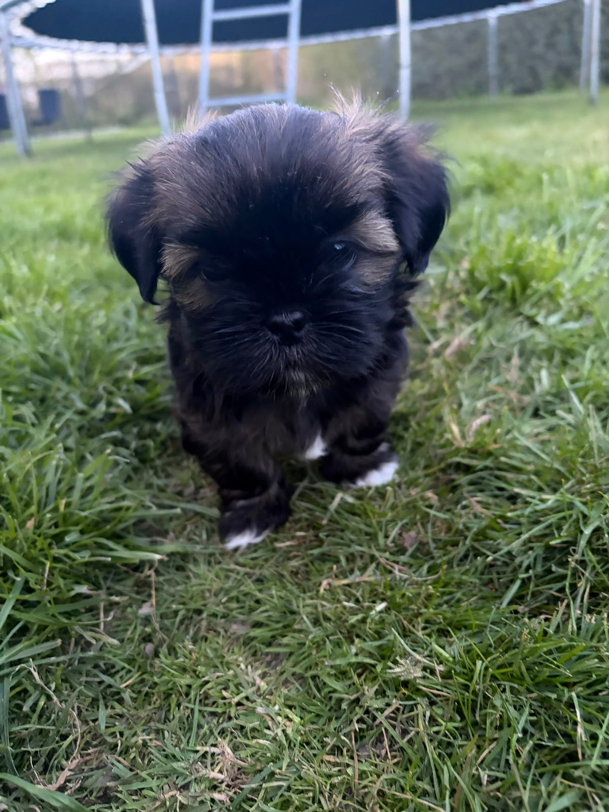 Lhasa apso