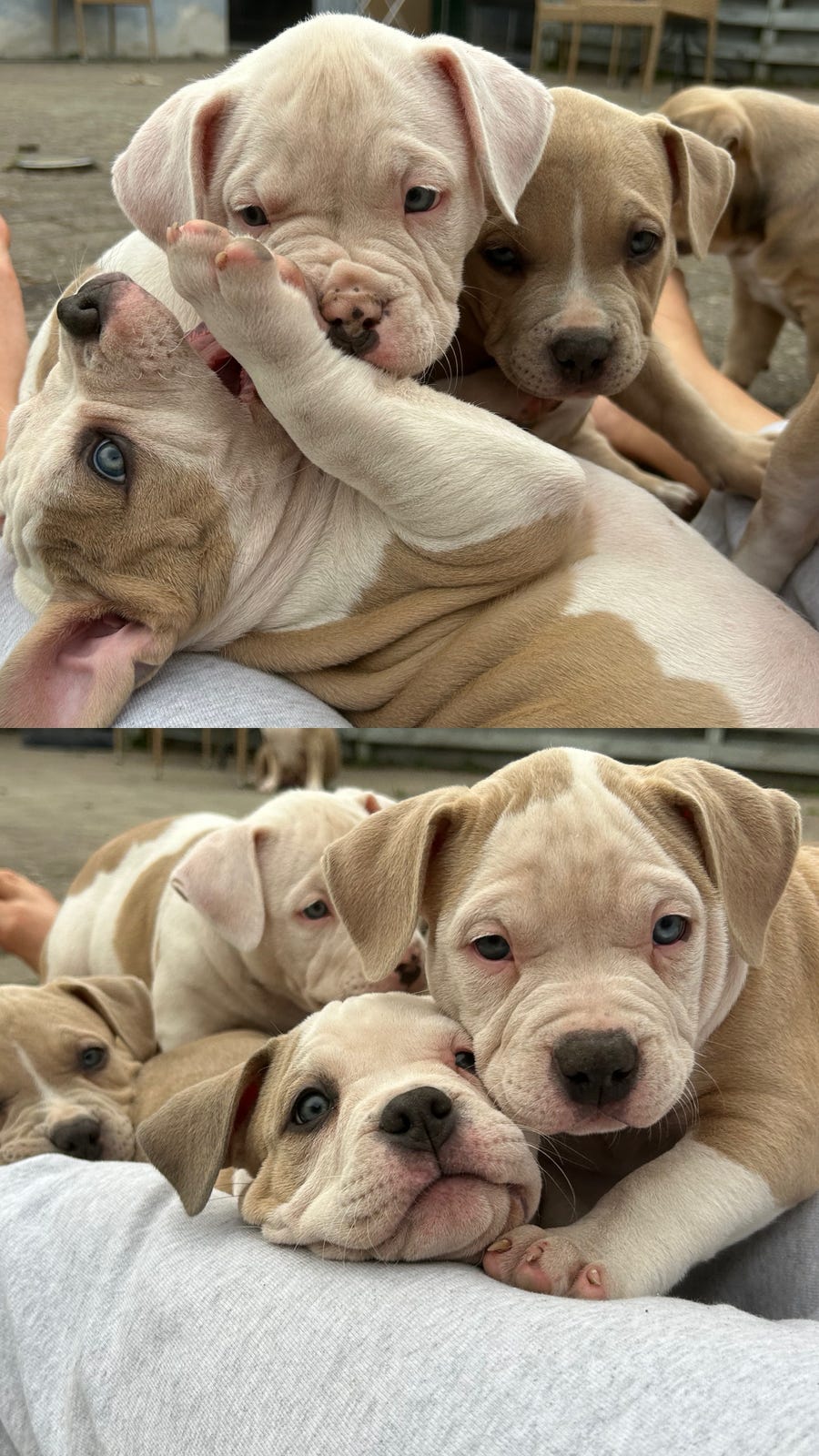 American Bully