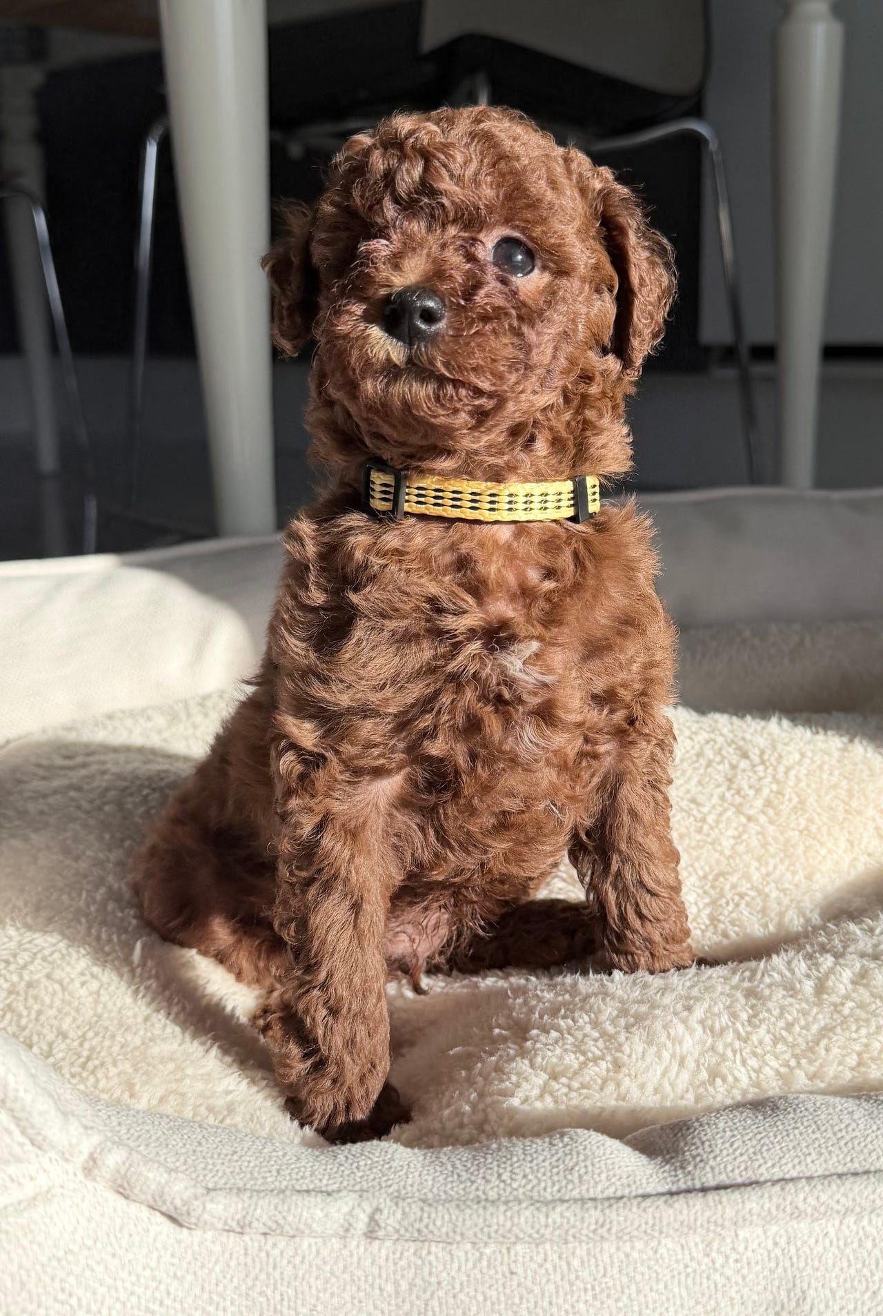 Puddel
