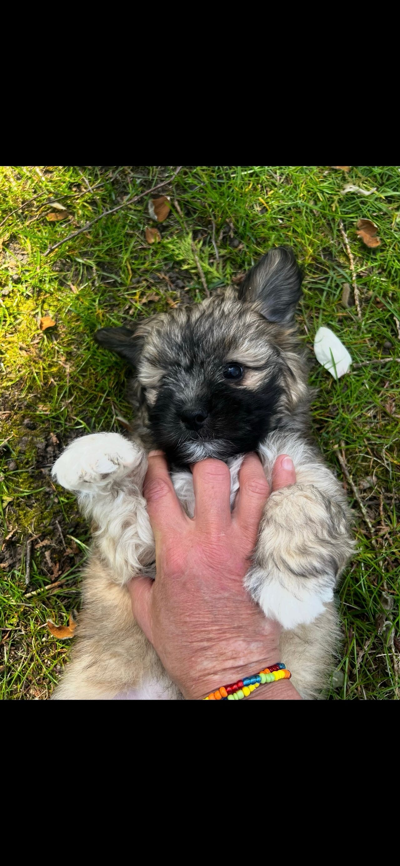 Shih Tzu