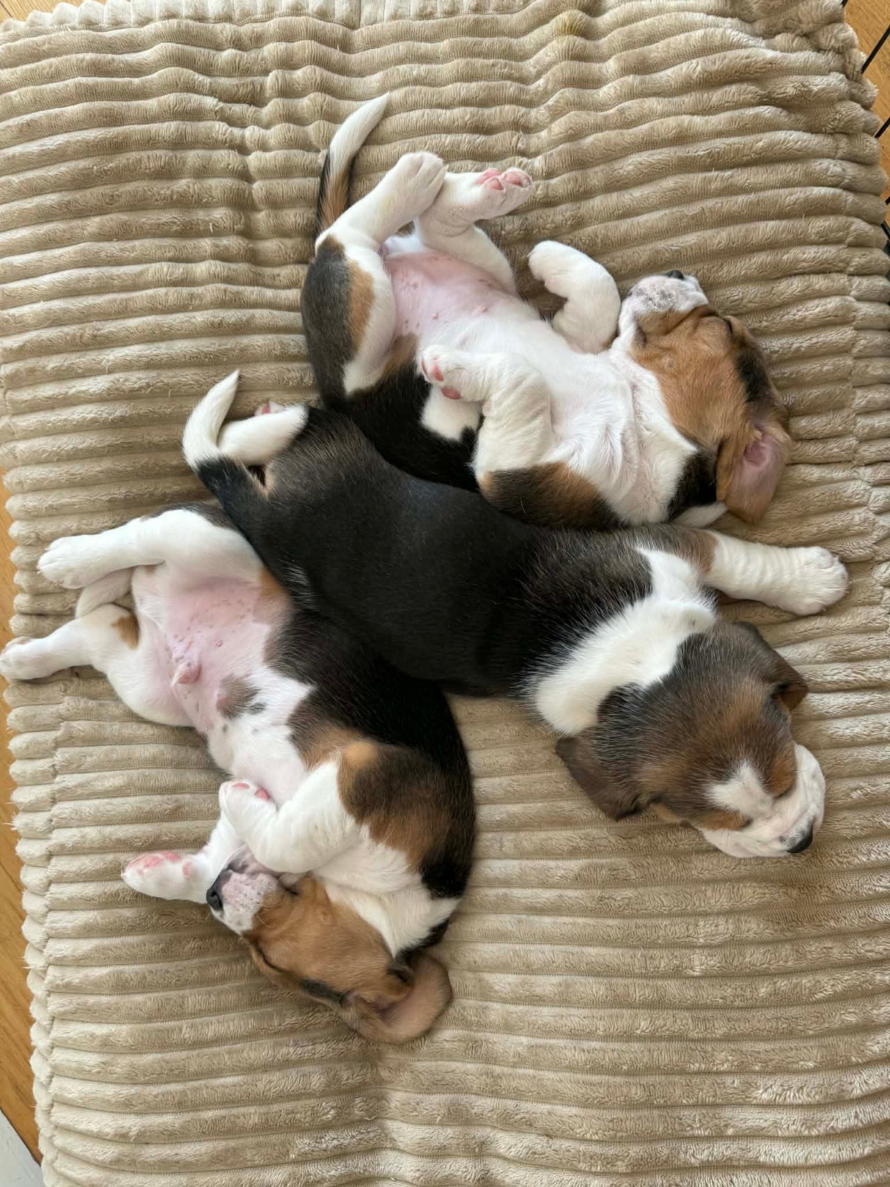 Beagle