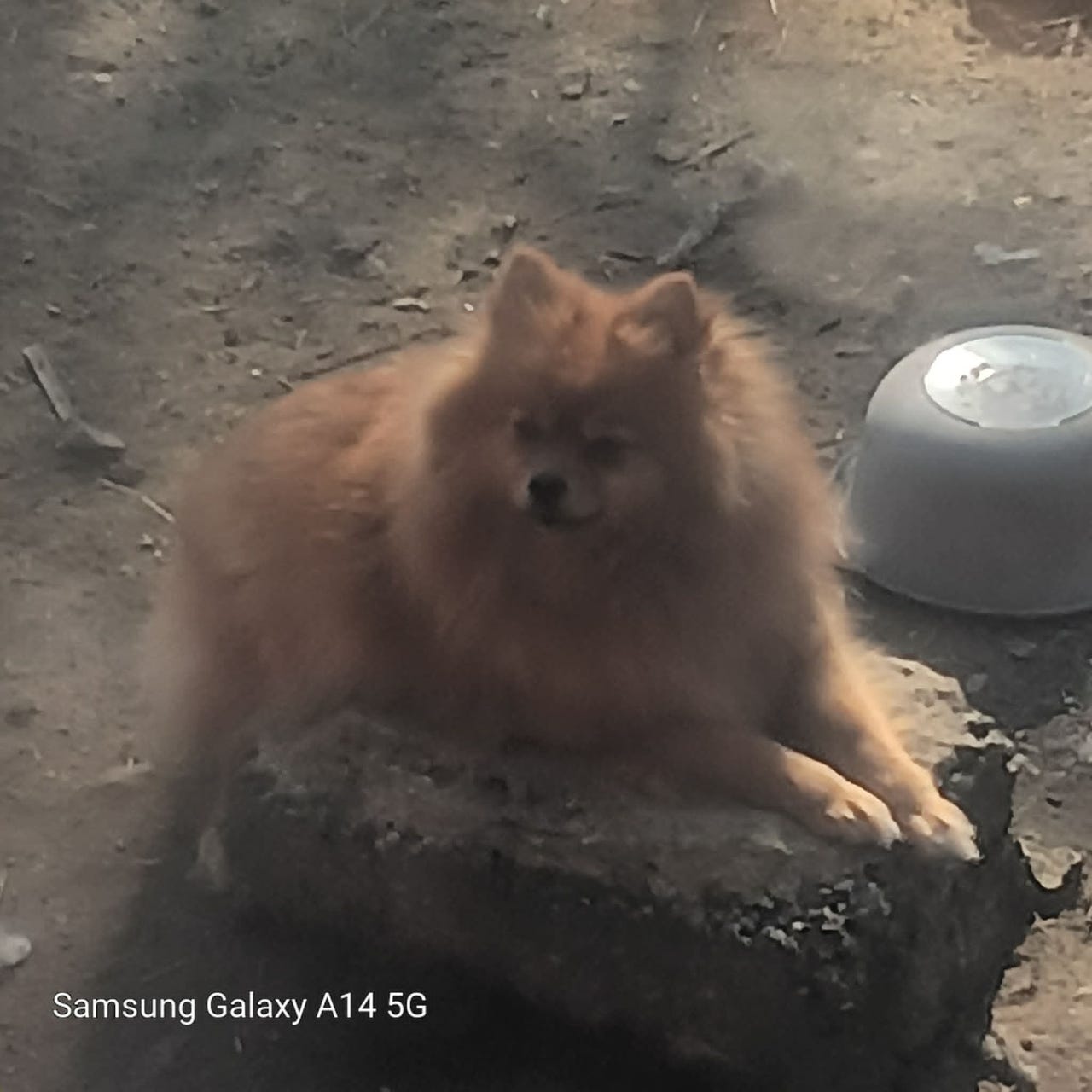 Pomeranian
