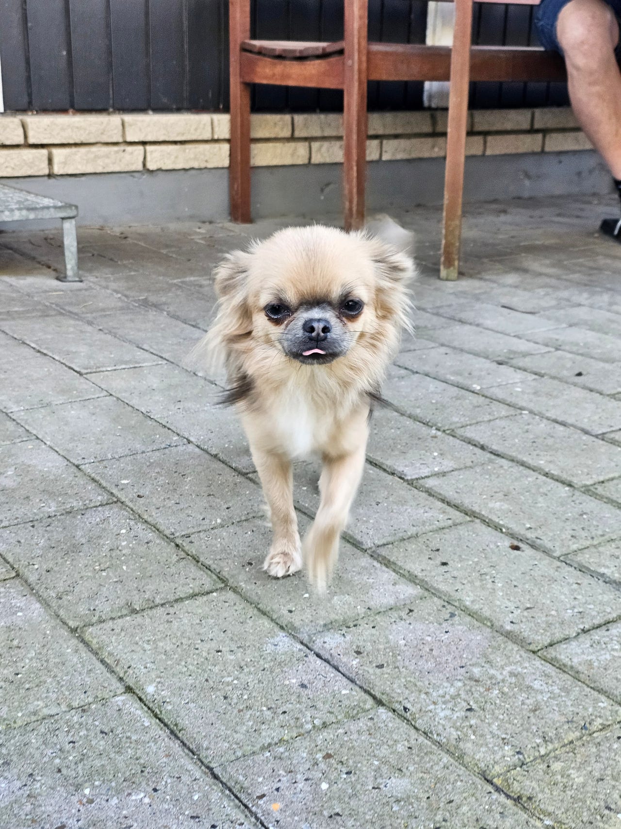 Chihuahua Gipote guider dig til det rigtige valg af hund /hvalp