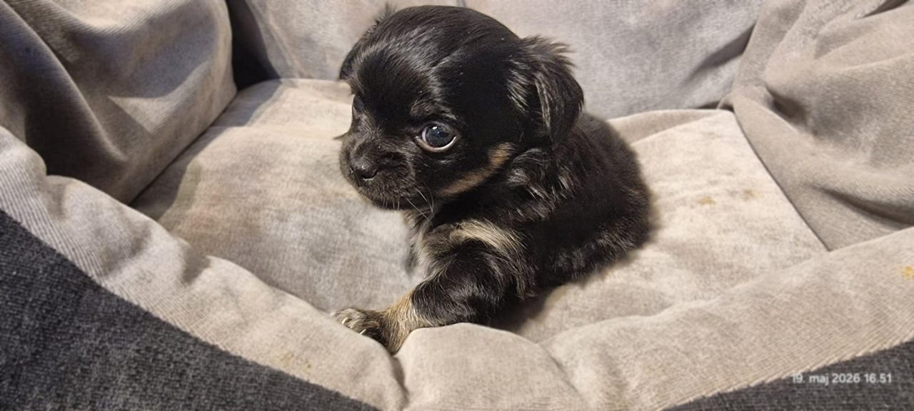 Chihuahua Gipote guider dig til det rigtige valg af hund /hvalp