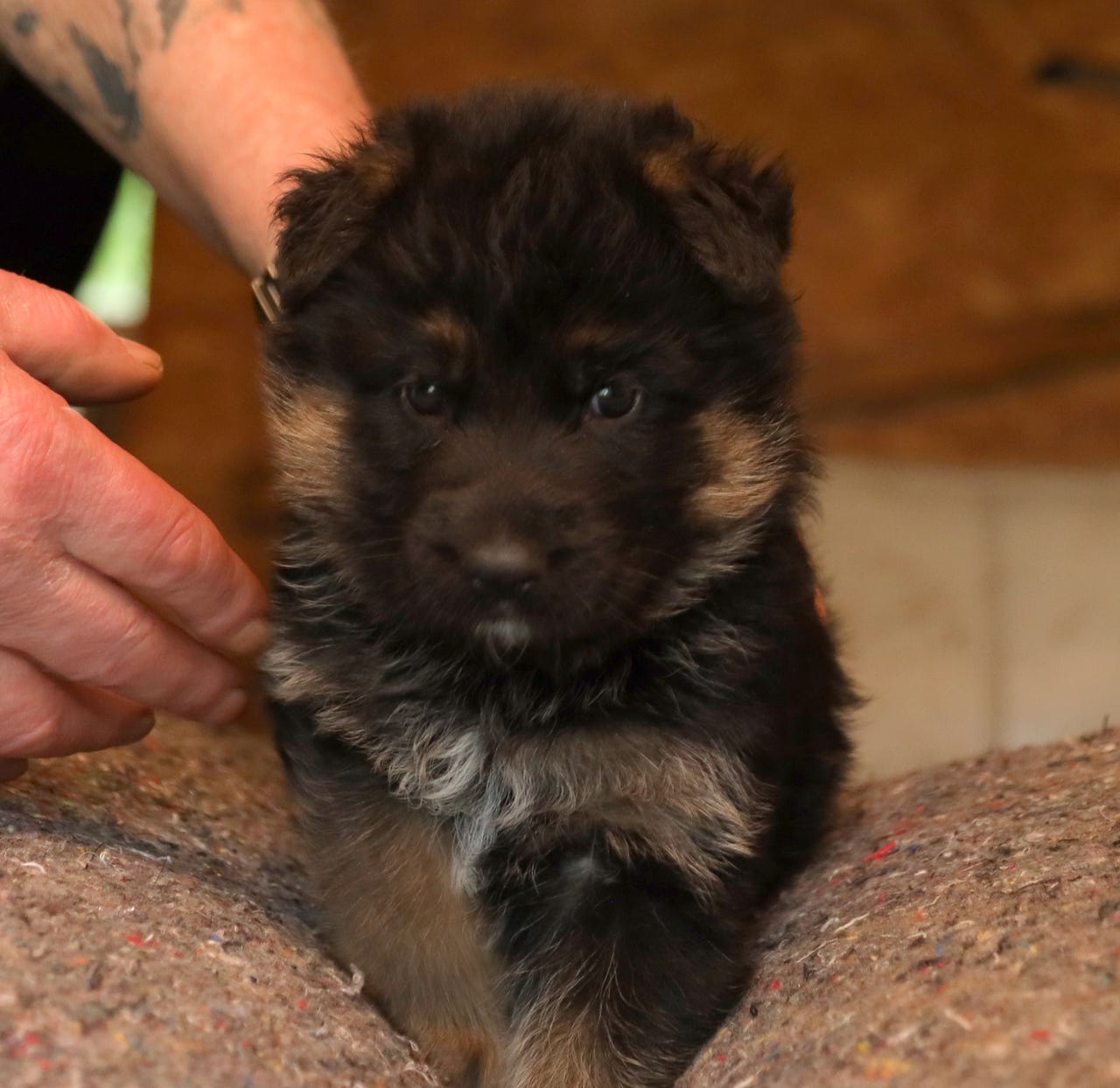 Schæferhund