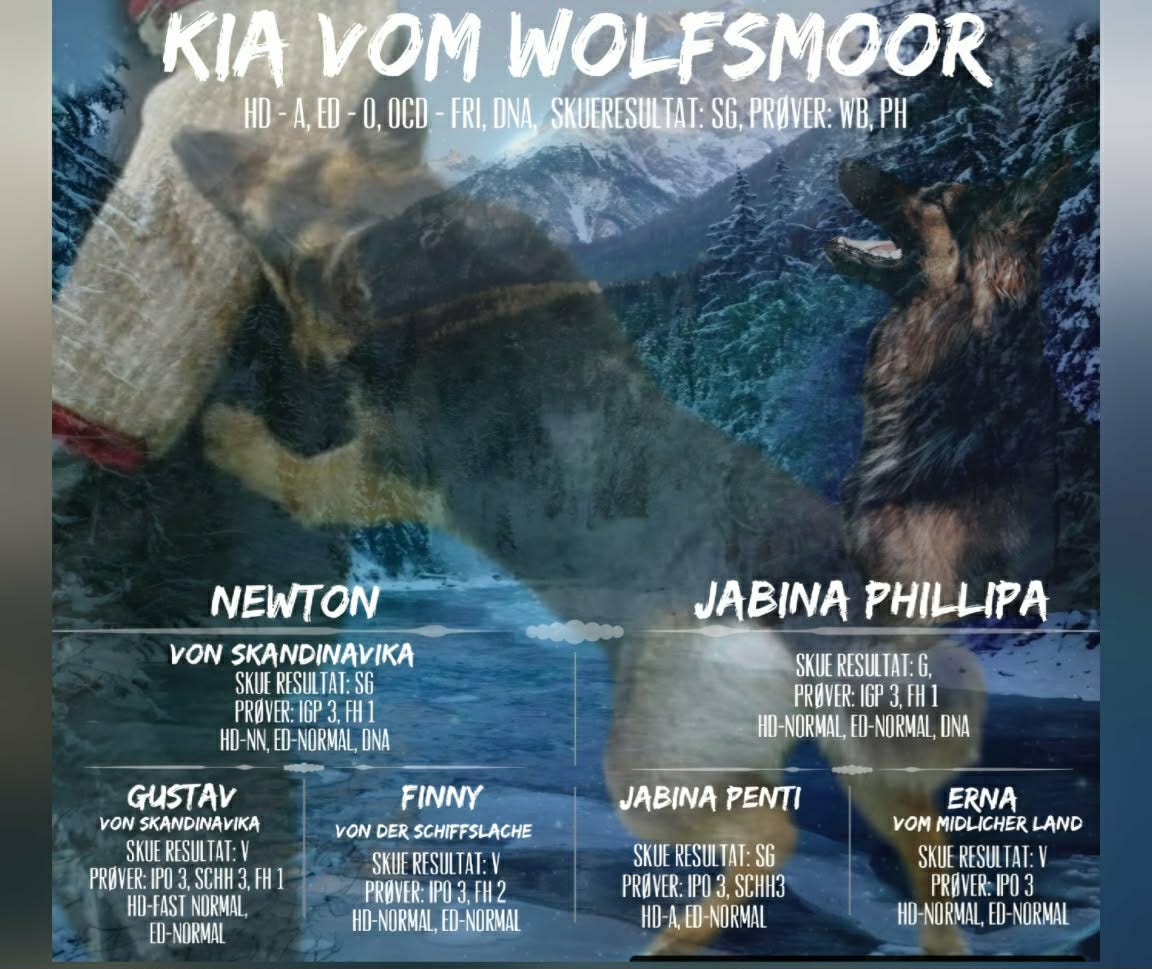 Schæferhund