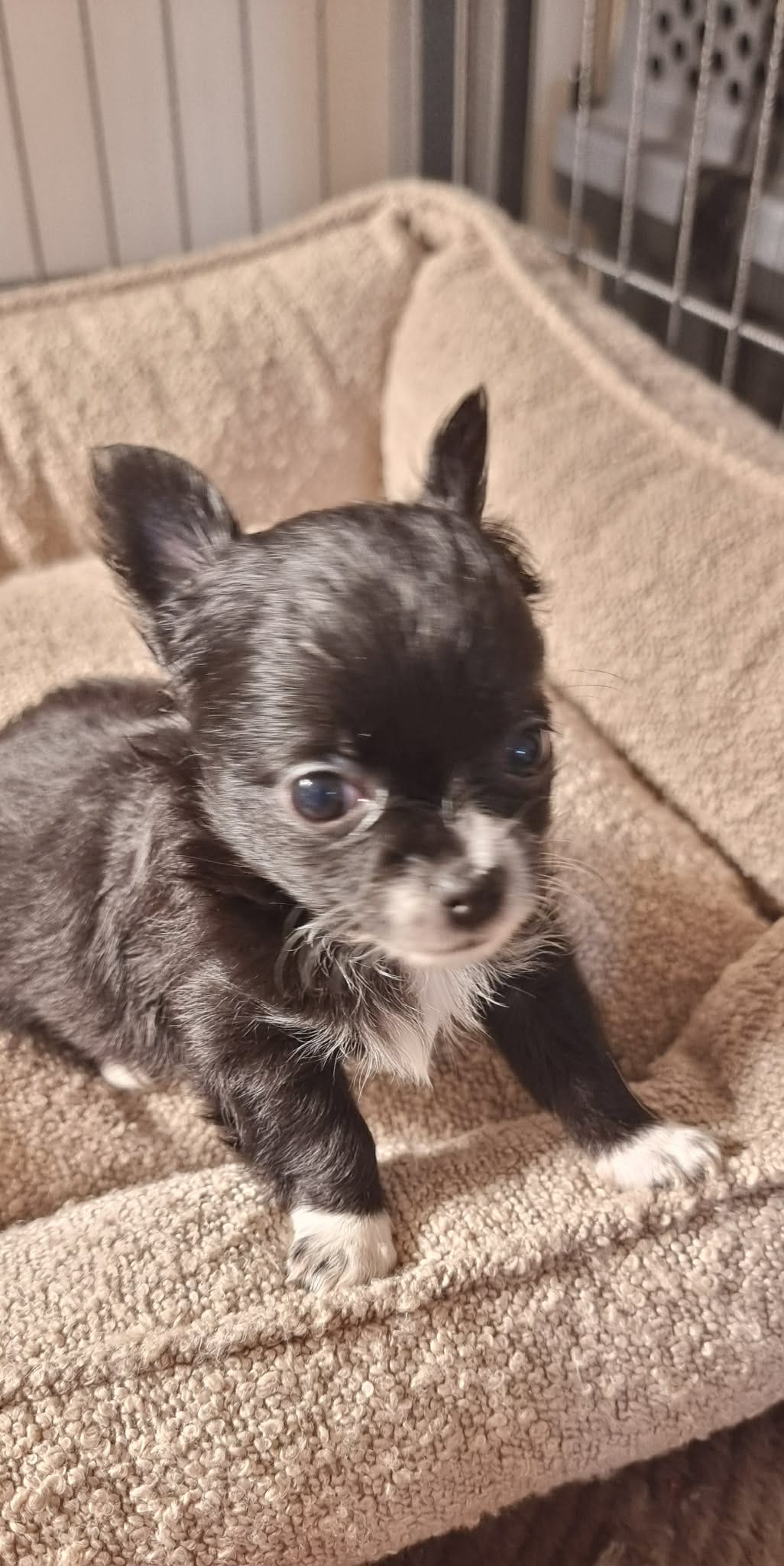 Chihuahua