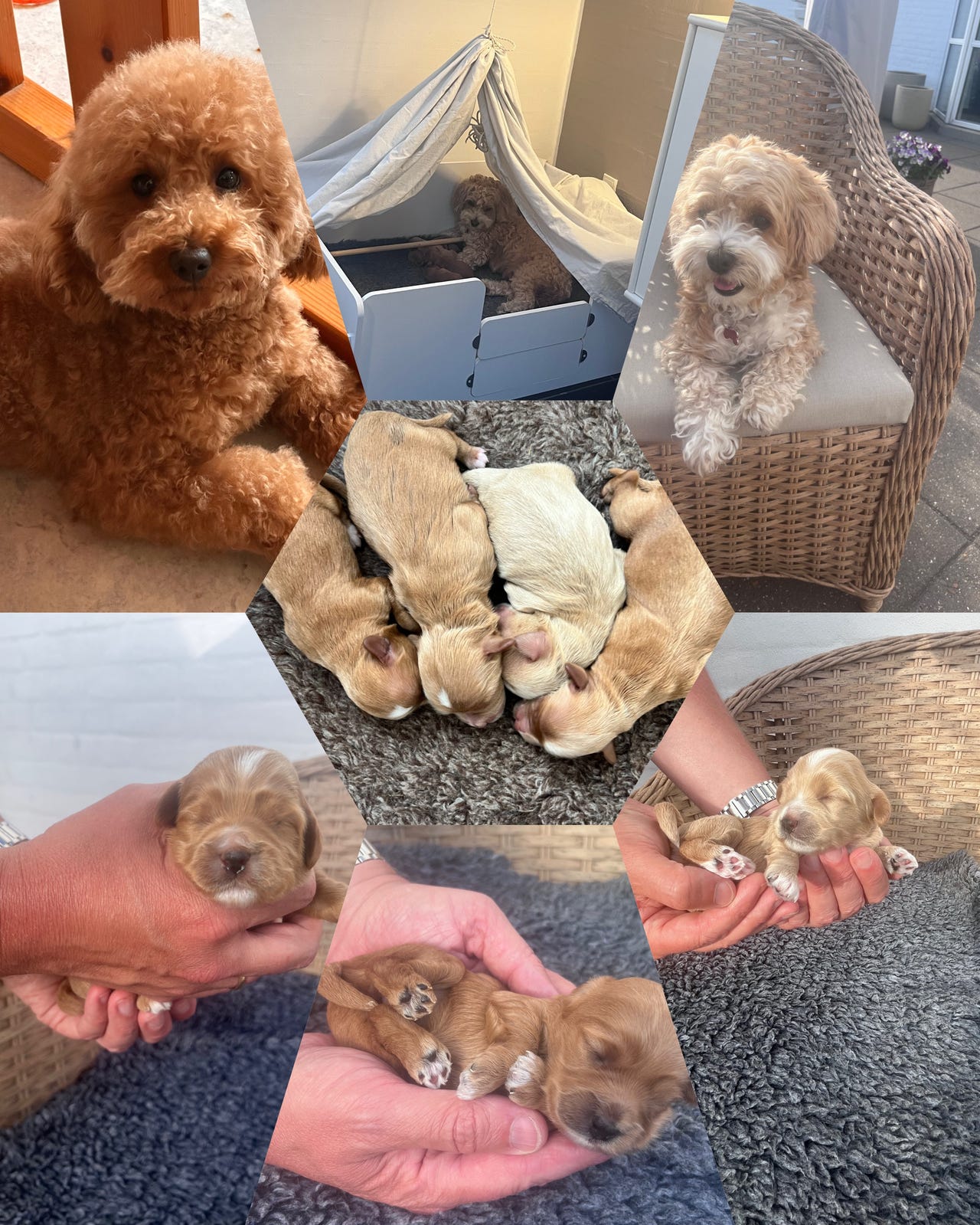 Bichon Havanais