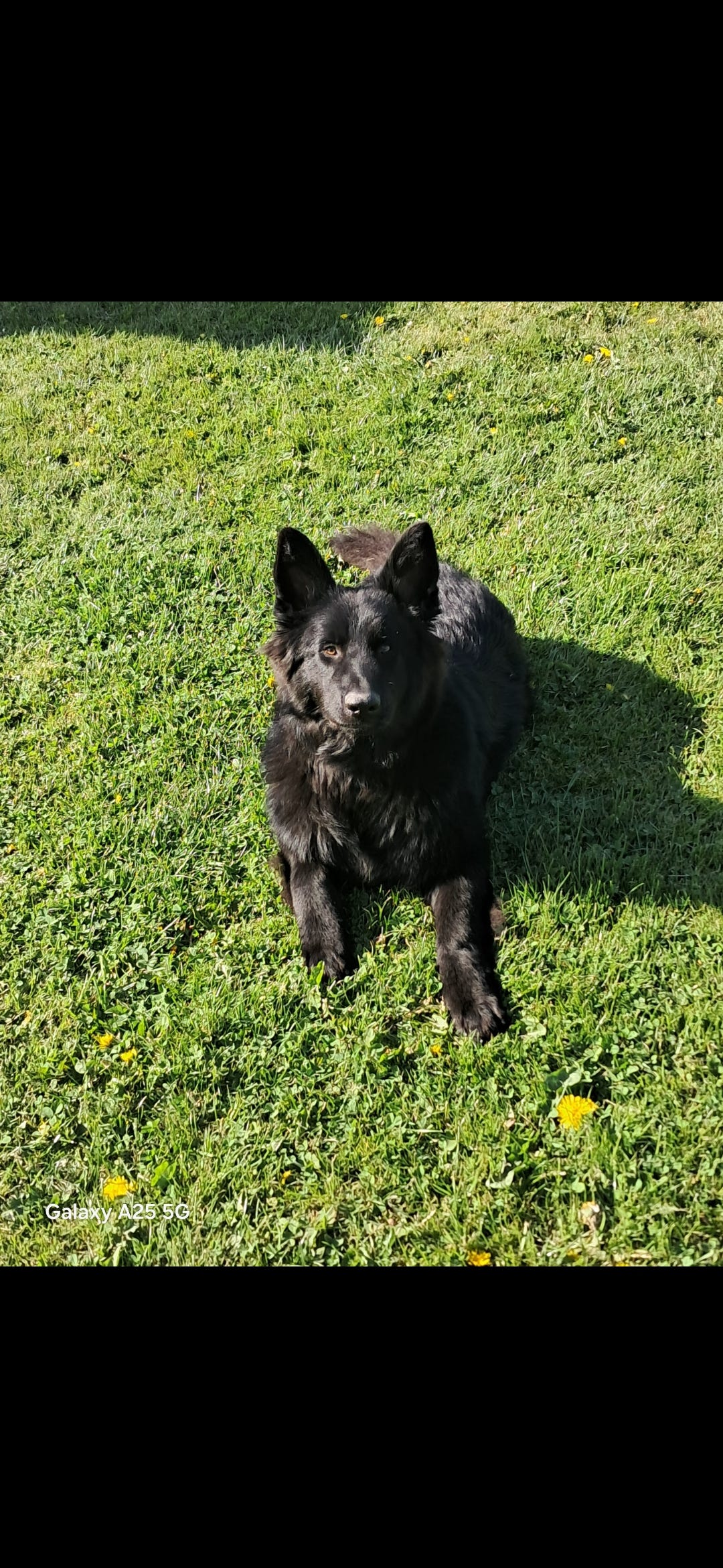 Schæferhund