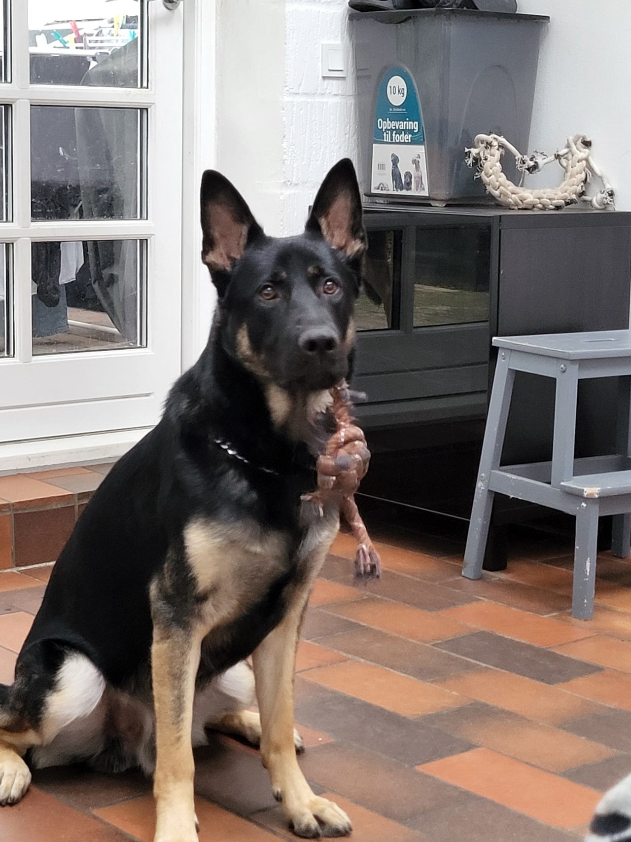 Schæferhund