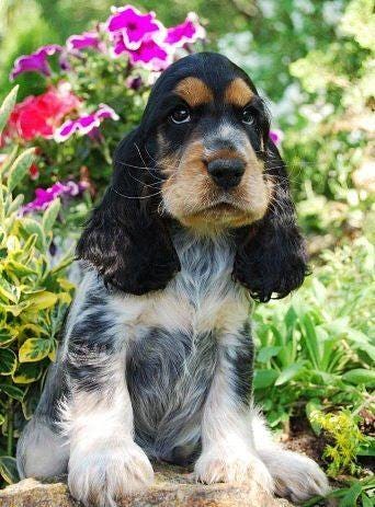Cocker Spaniel