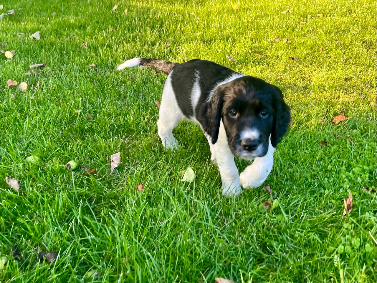 Engelsk Springer Spaniel