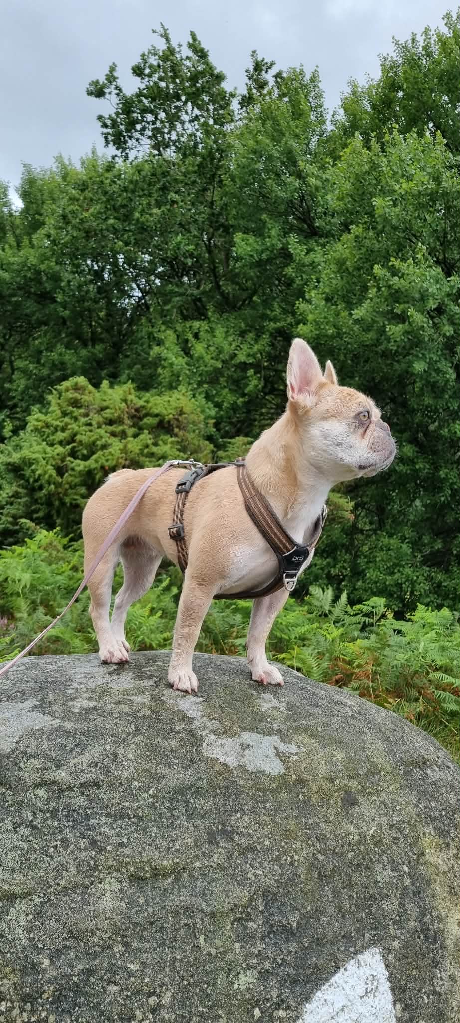 Fransk Bulldog