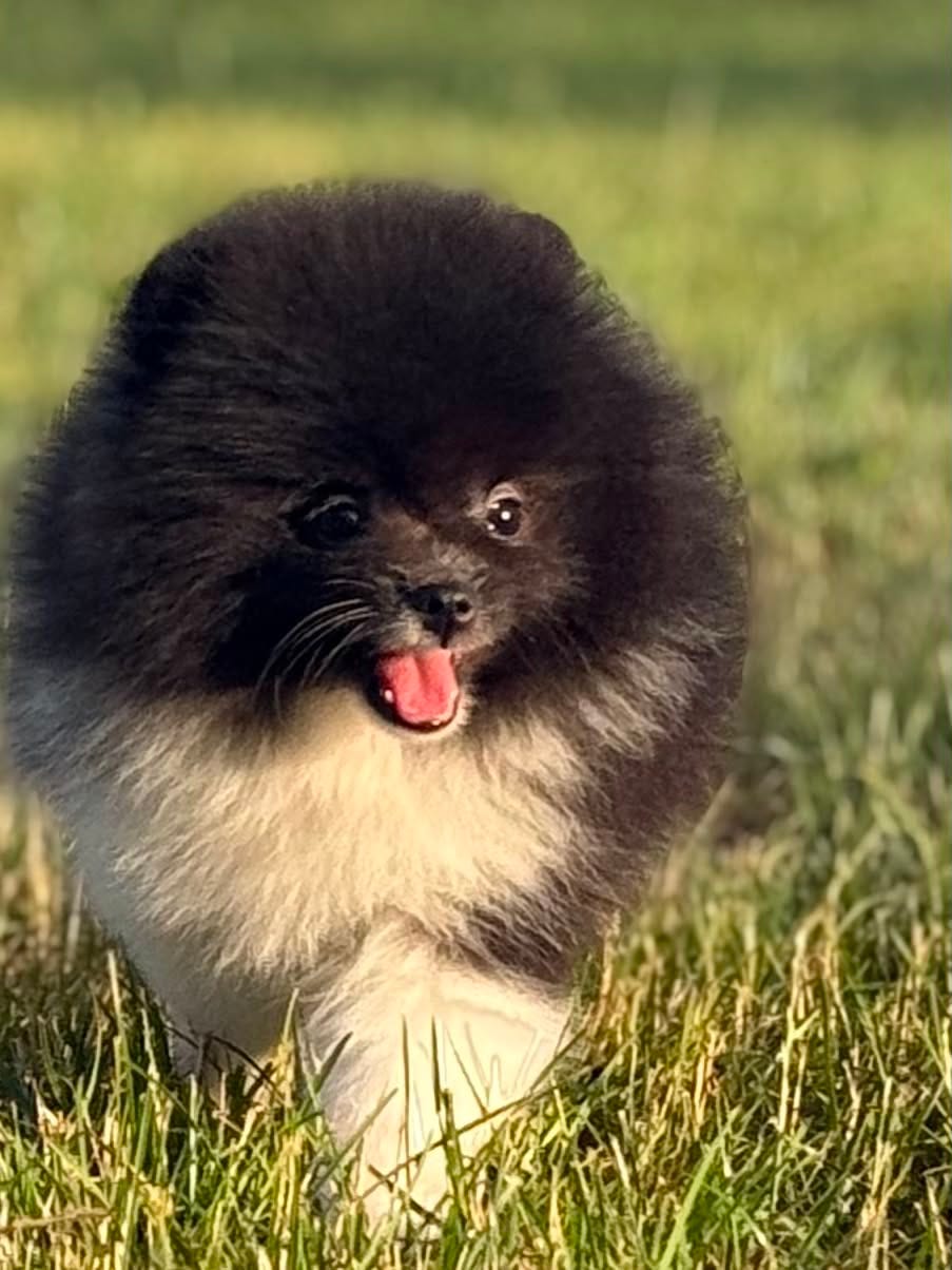 mini pomeranian | DBA