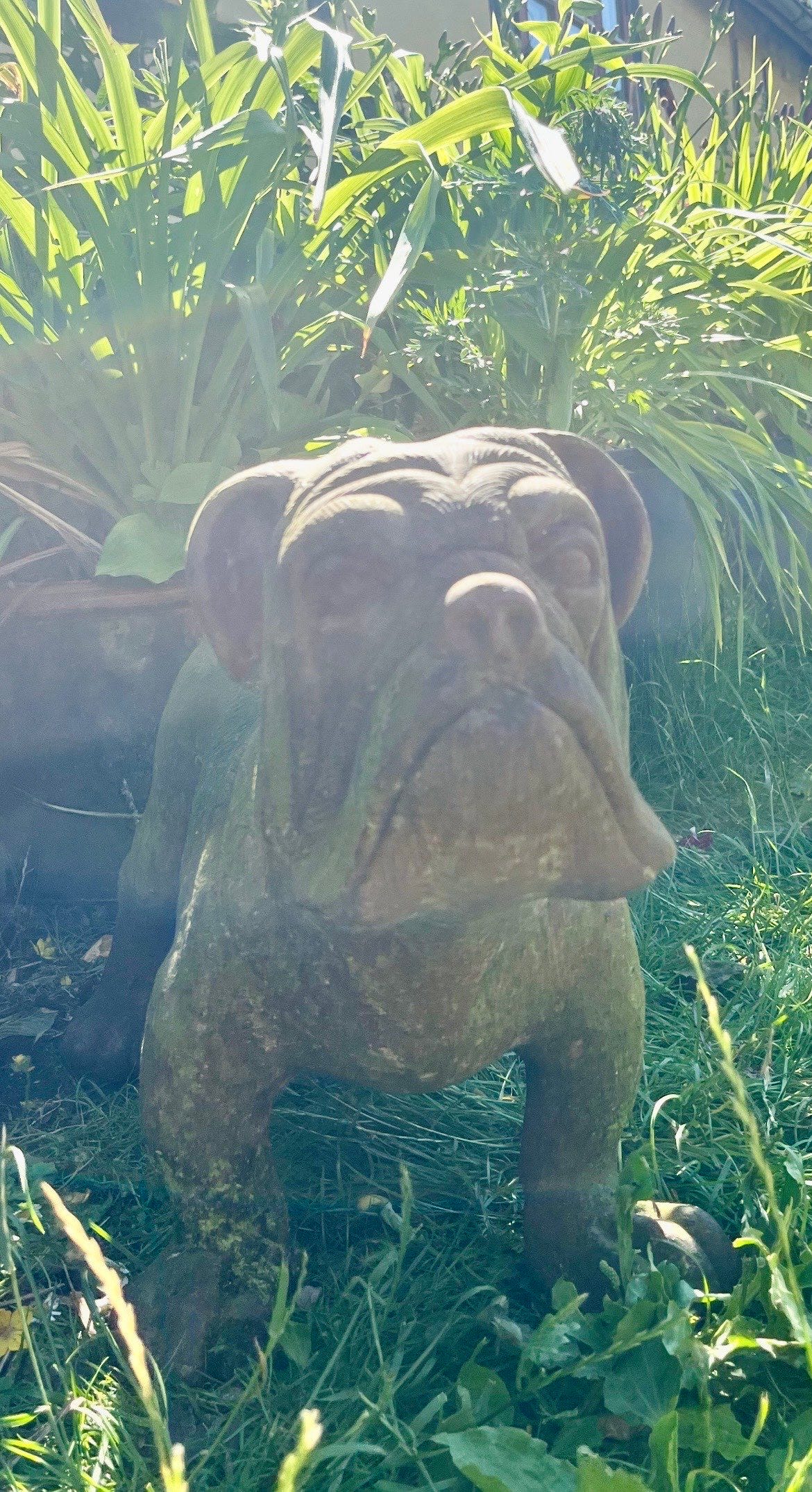 Engelsk Bulldog