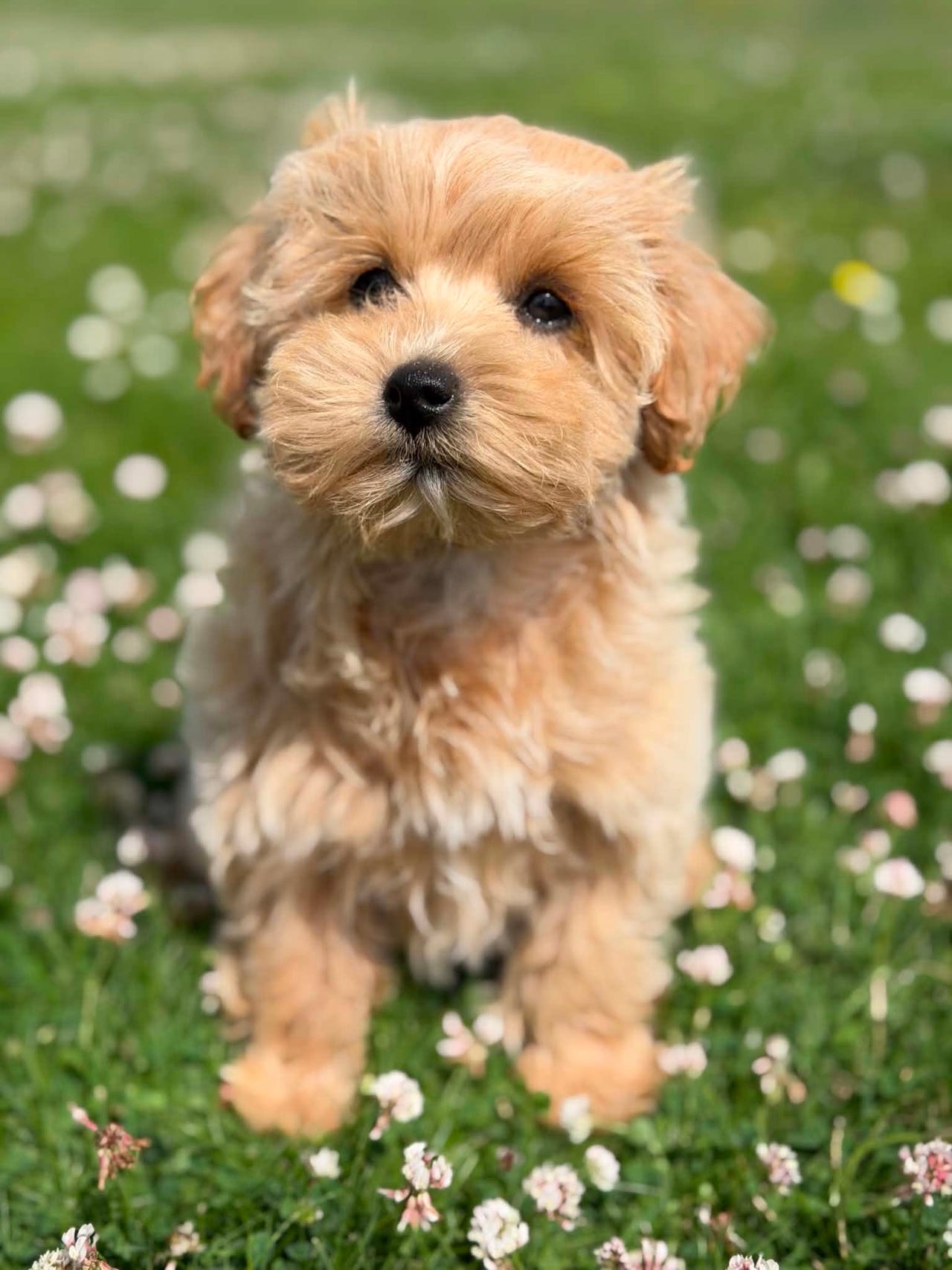 Puddel