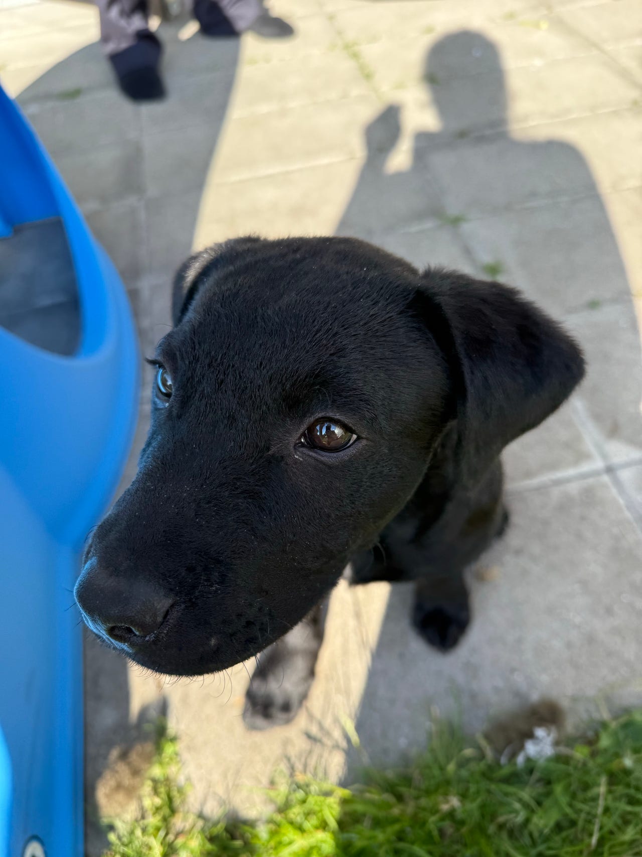 Labrador Retriever