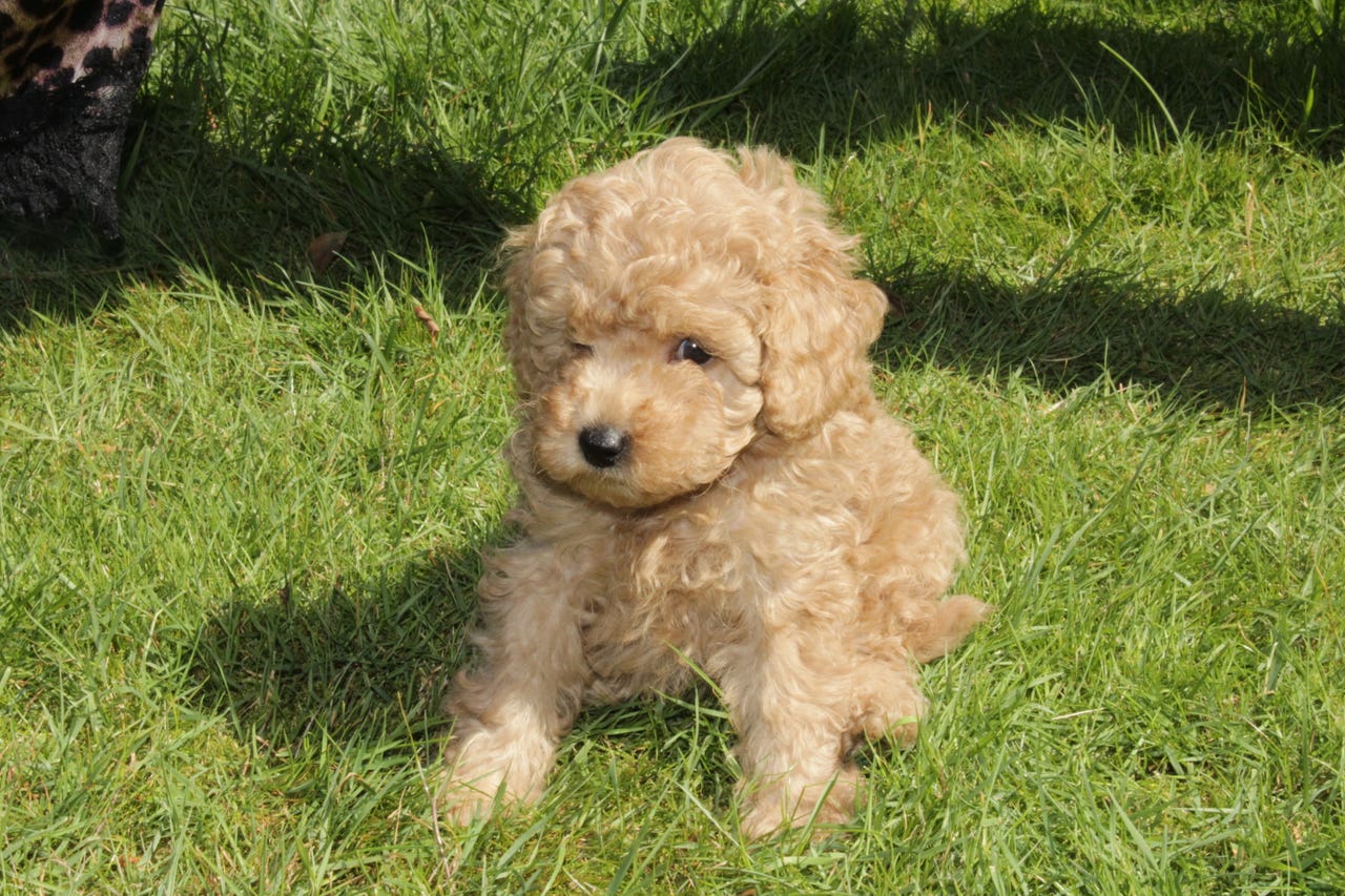 Cavalier King Charles Spaniel