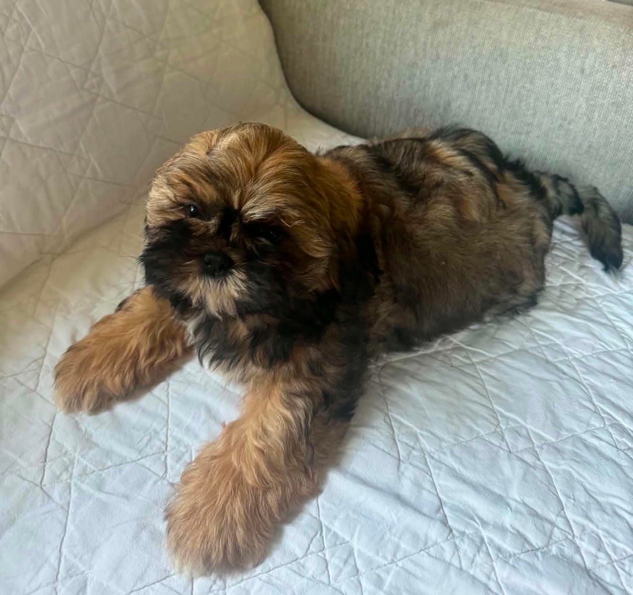 Shih Tzu