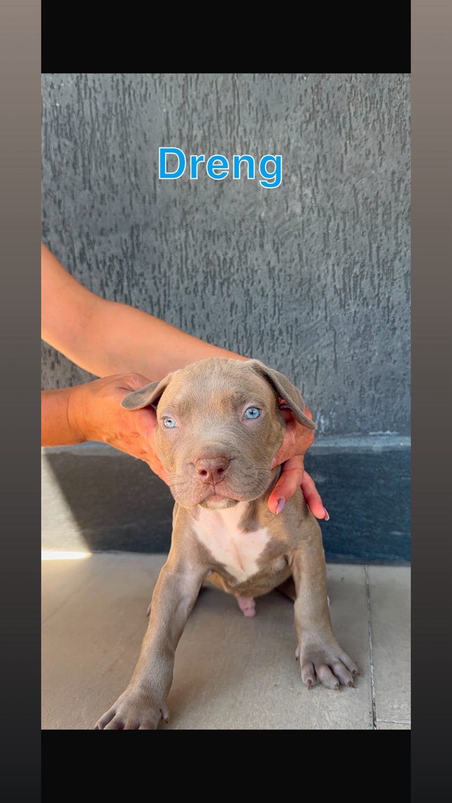 American Bully