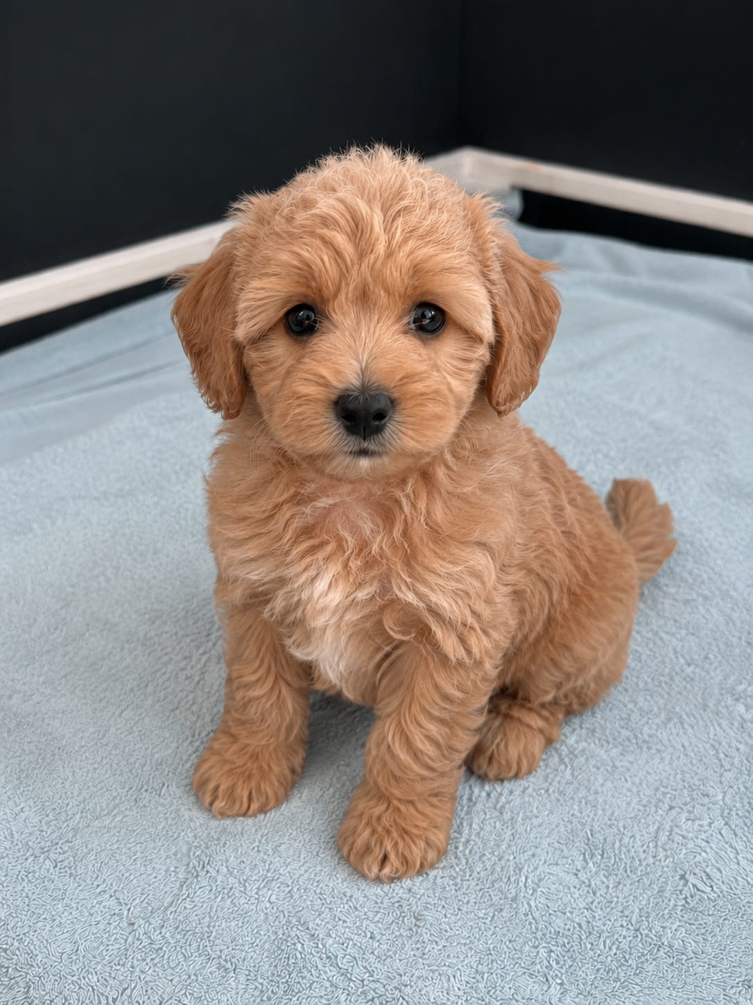 Puddel