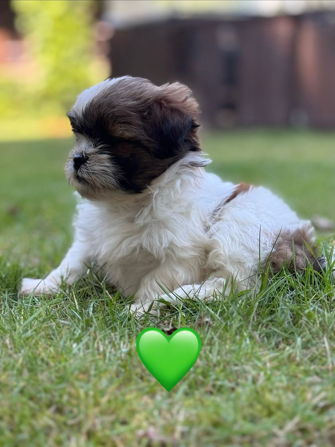Shih Tzu
