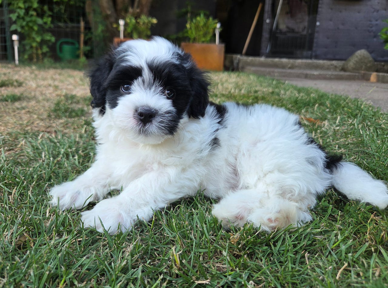 Bichon Havanais
