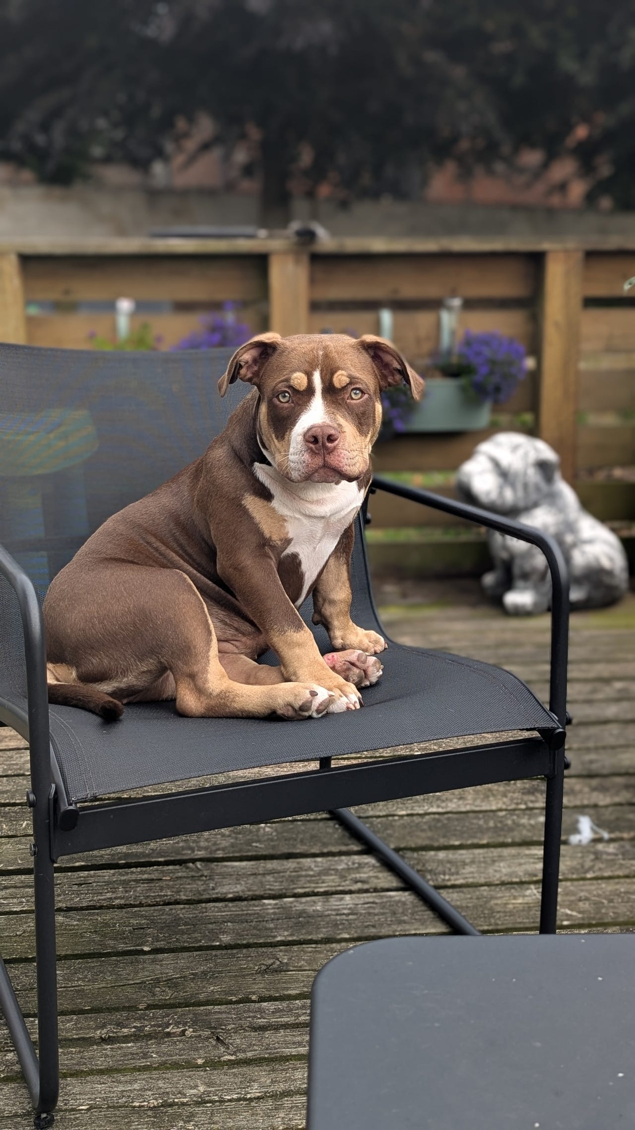 American Bully
