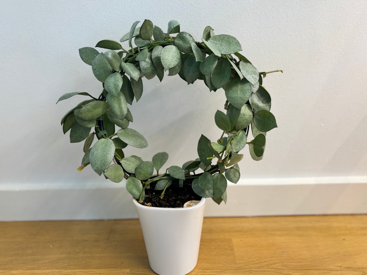 Hoya lacunosa silver mint coin full plant, flowering size | DBA