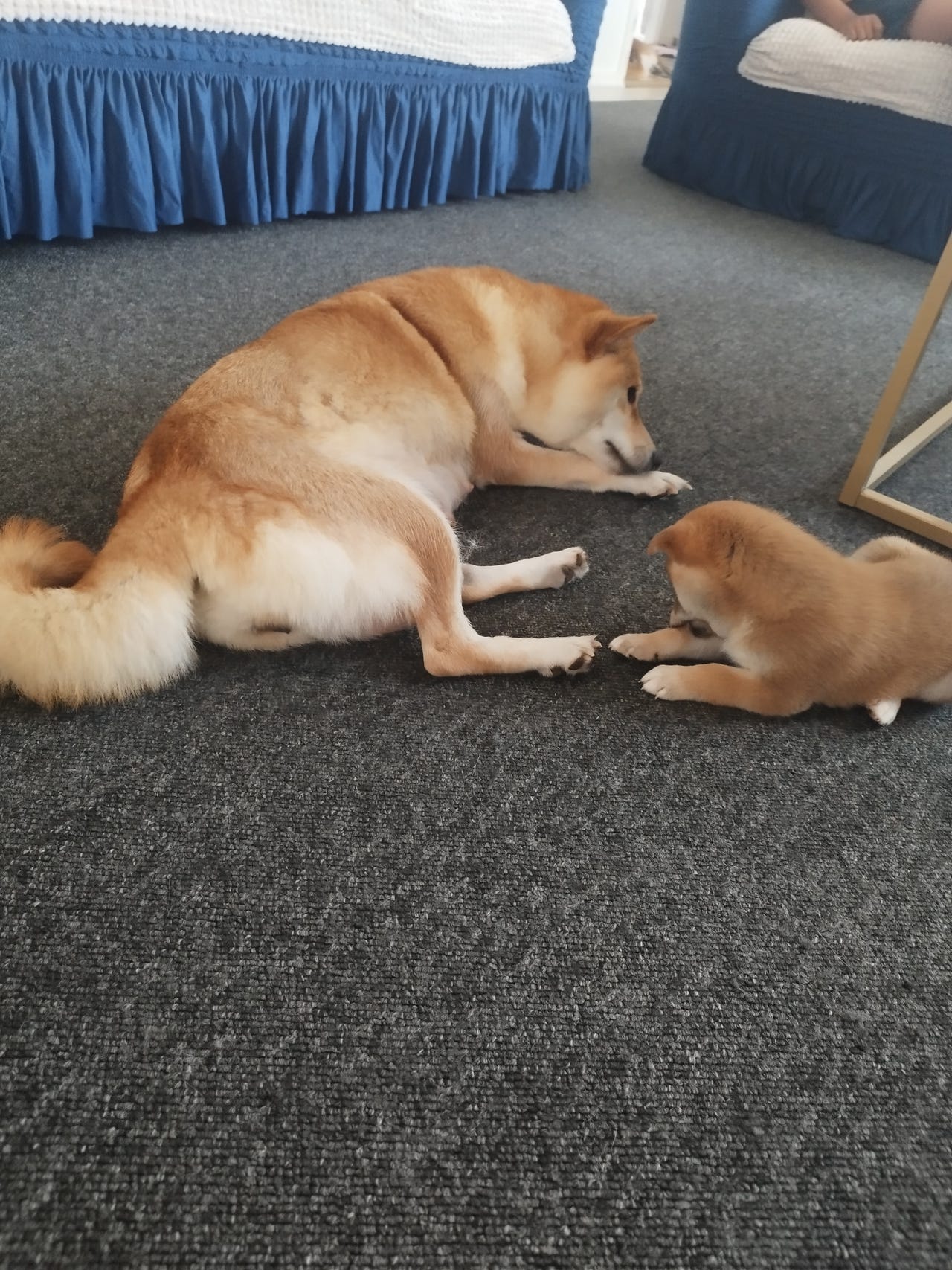 Shiba