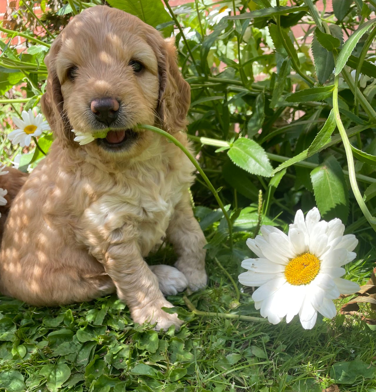 Labradoodle