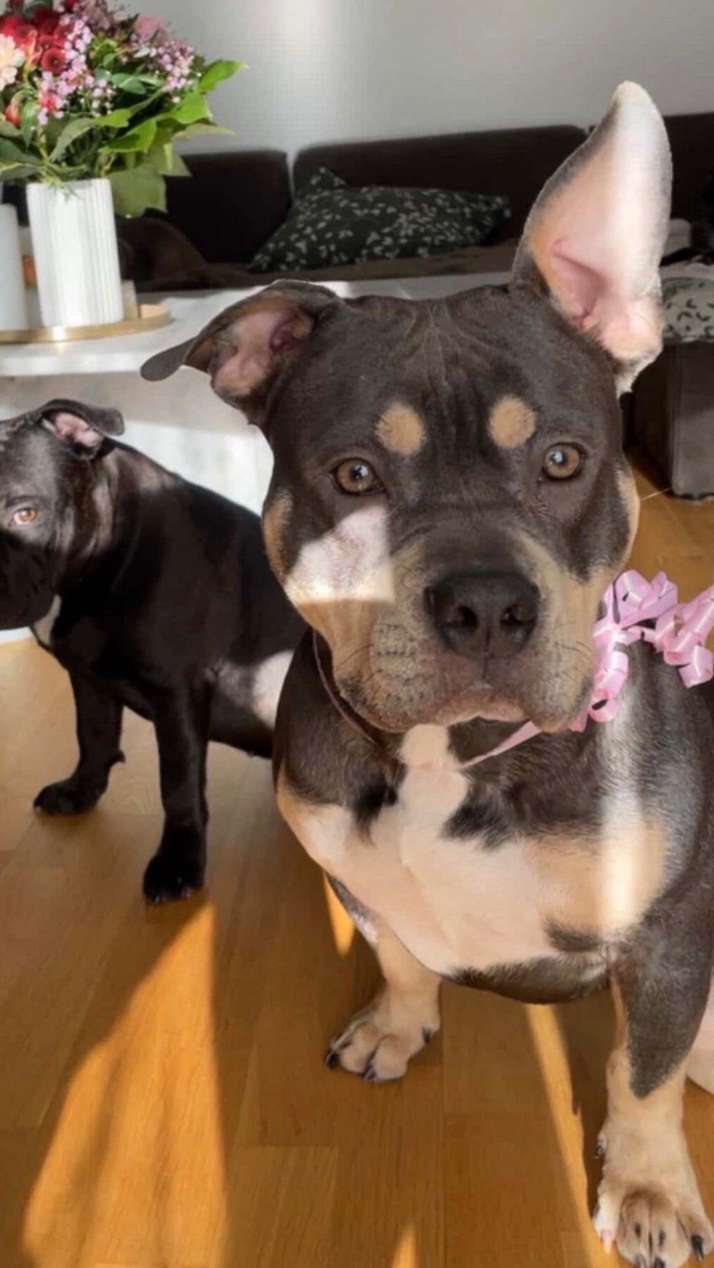 American Bully