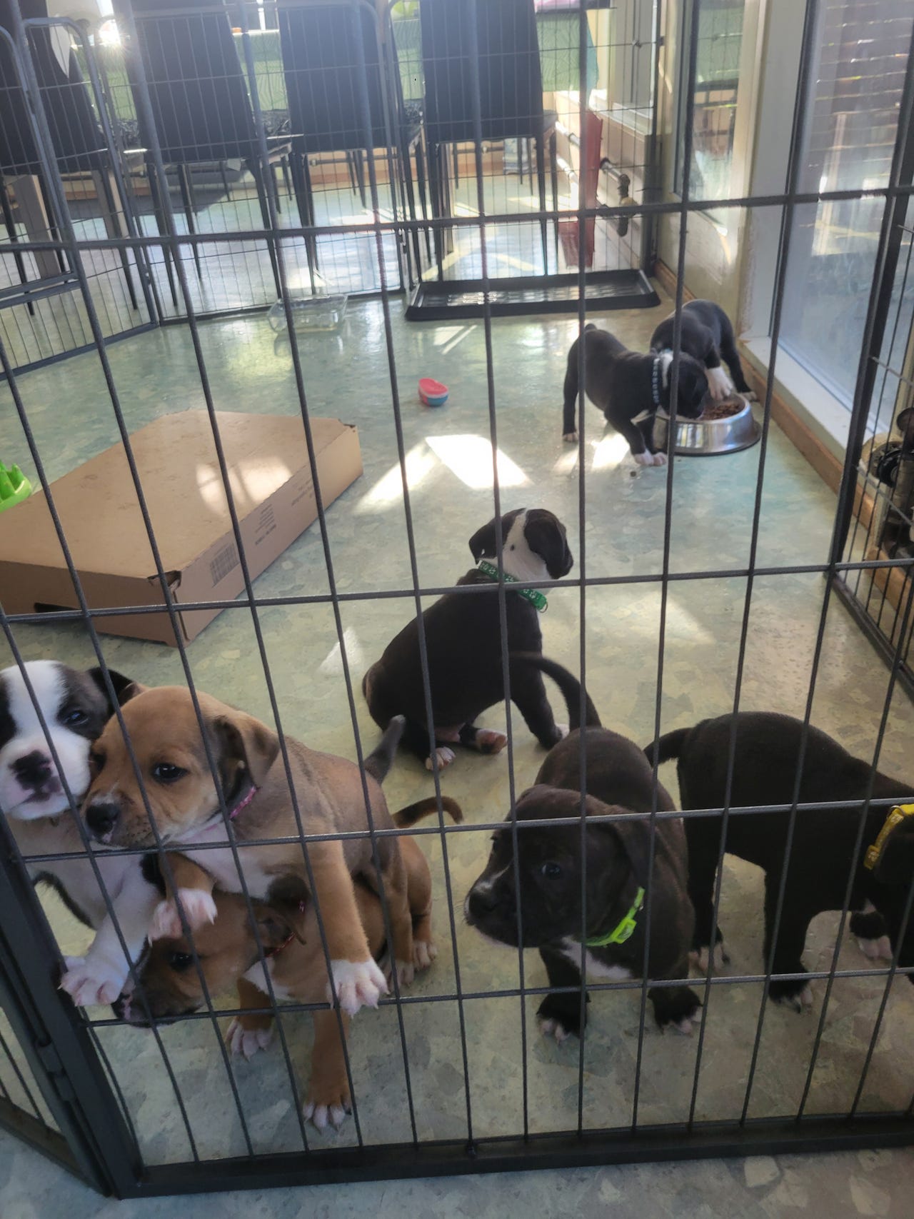 Staffordshire Bull Terrier