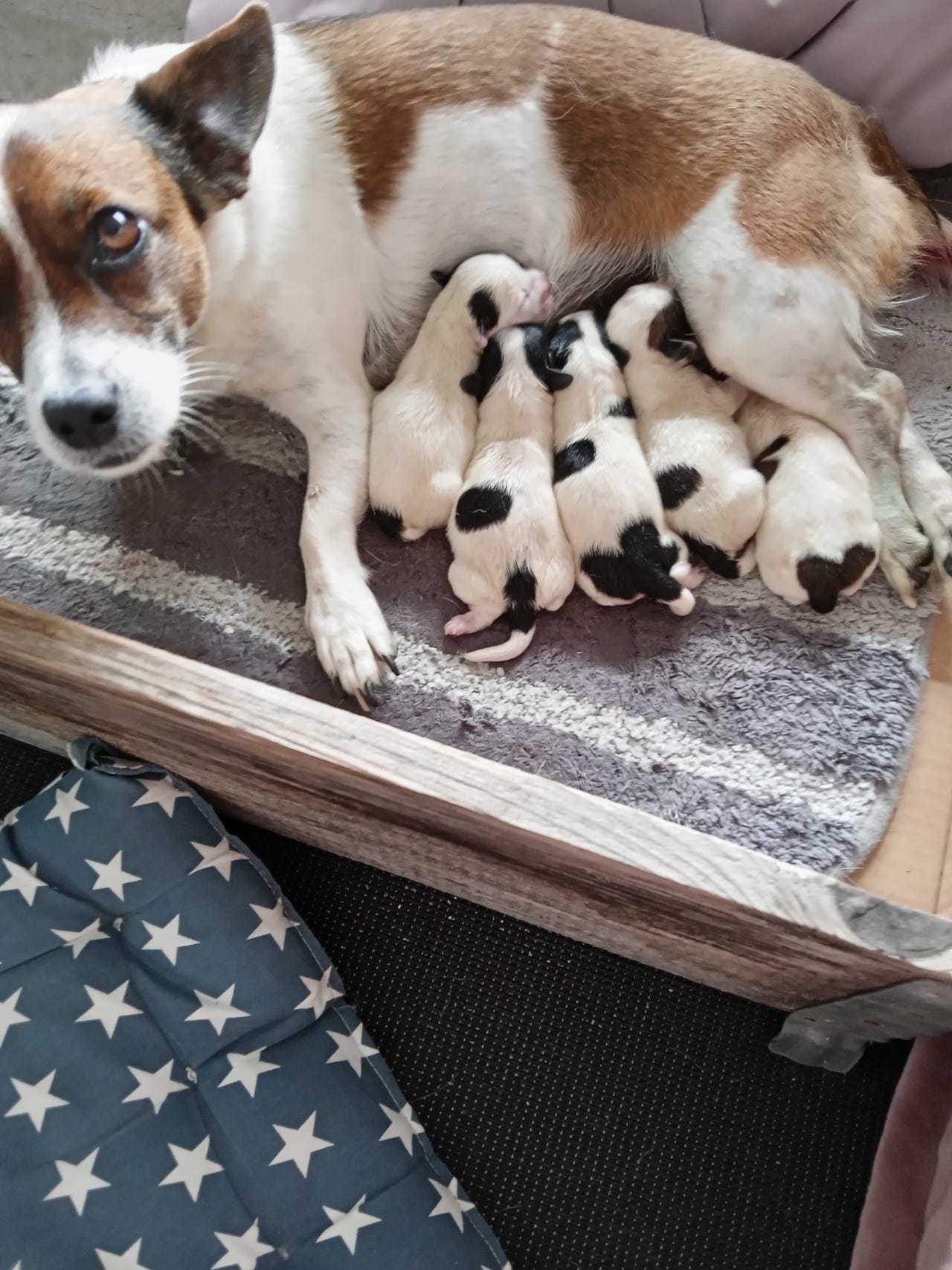 Jack Russell Terrier