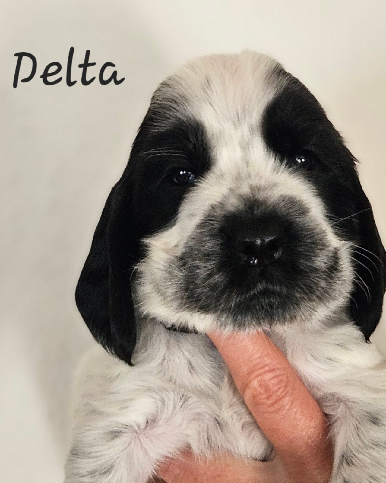 Cocker Spaniel
