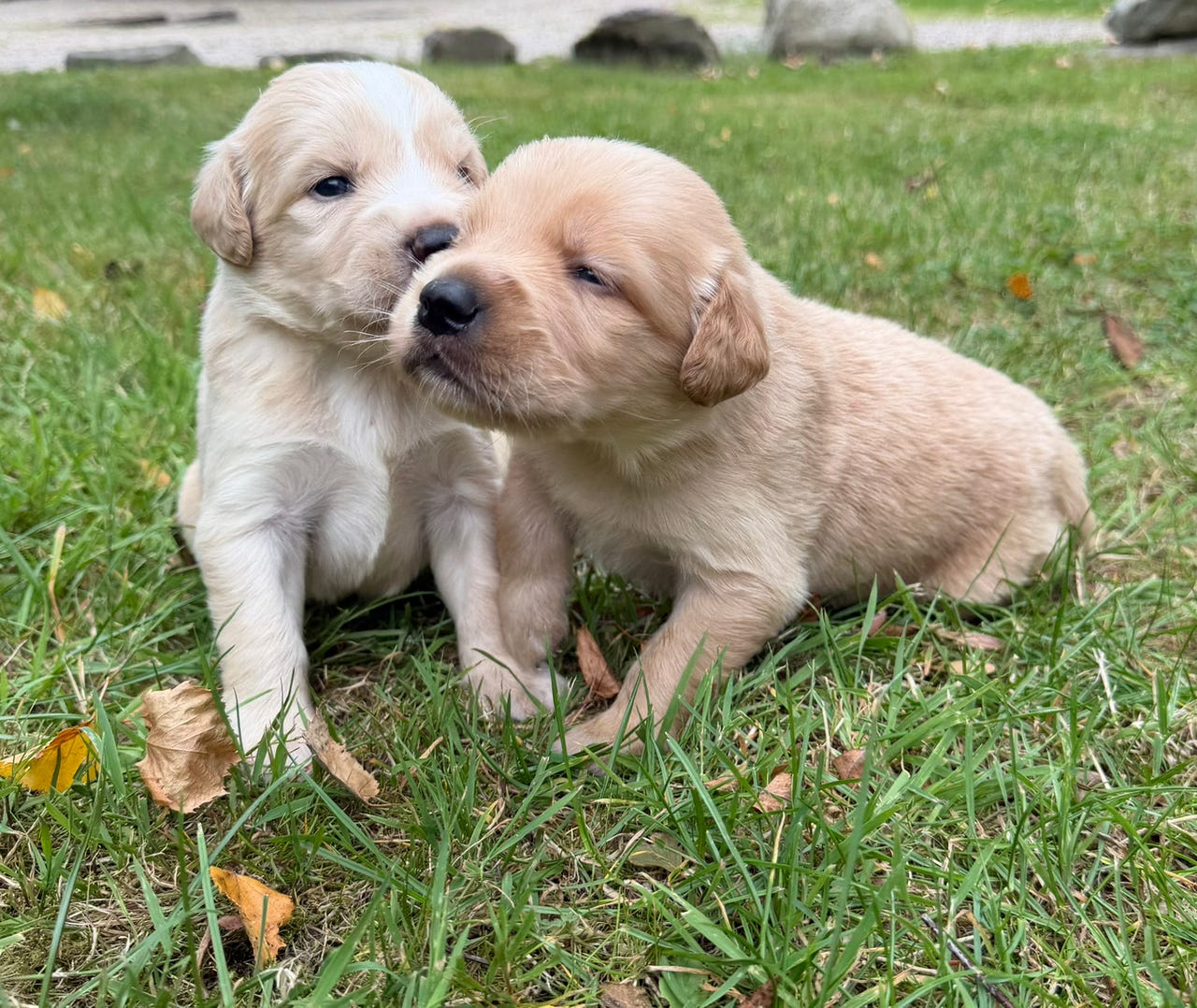 Labrador Retriever