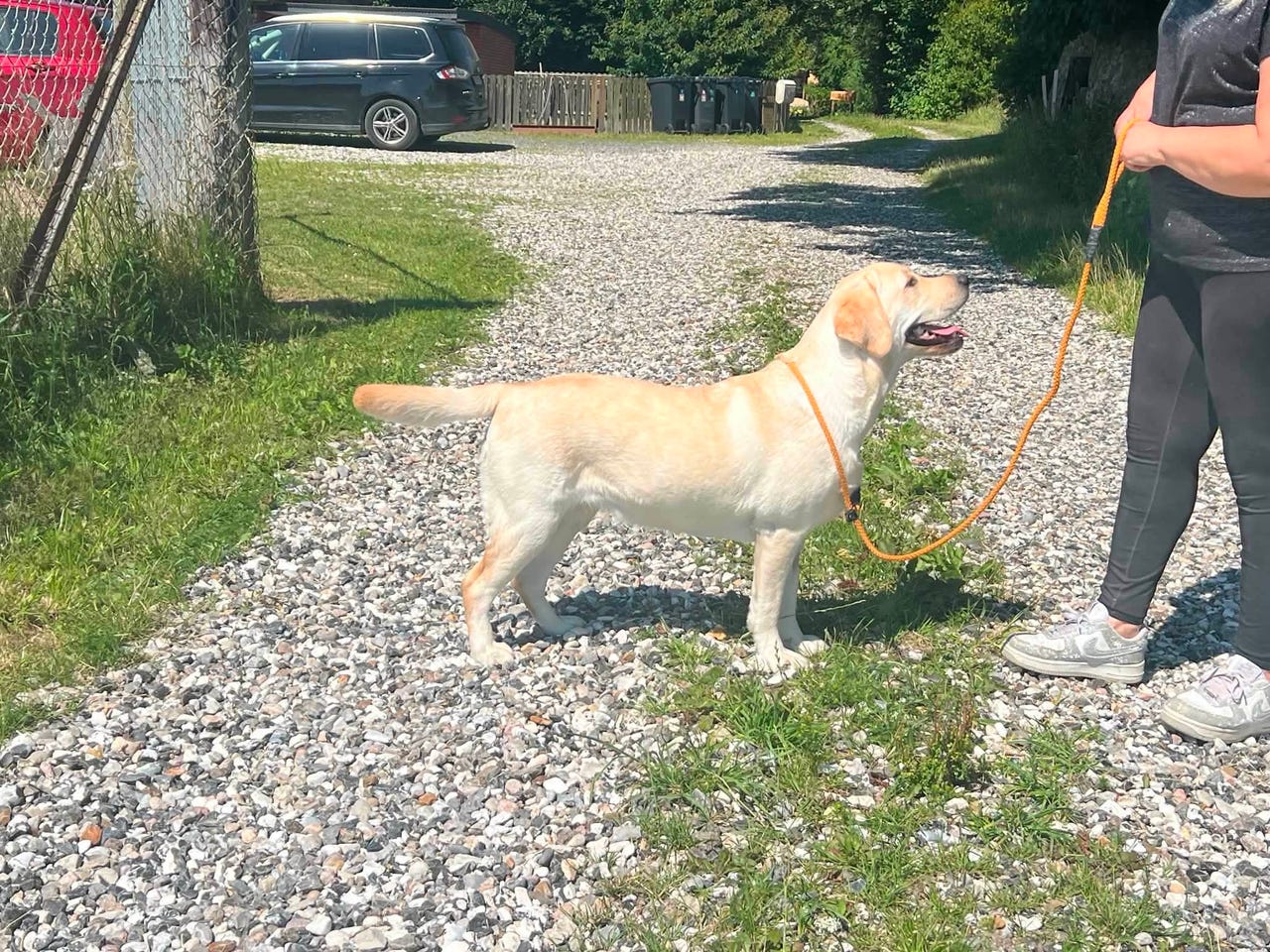 Labrador Retriever