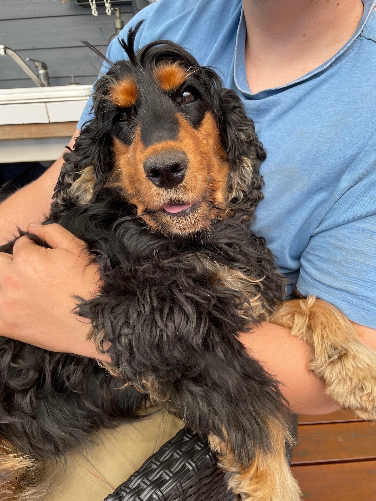 Cocker Spaniel