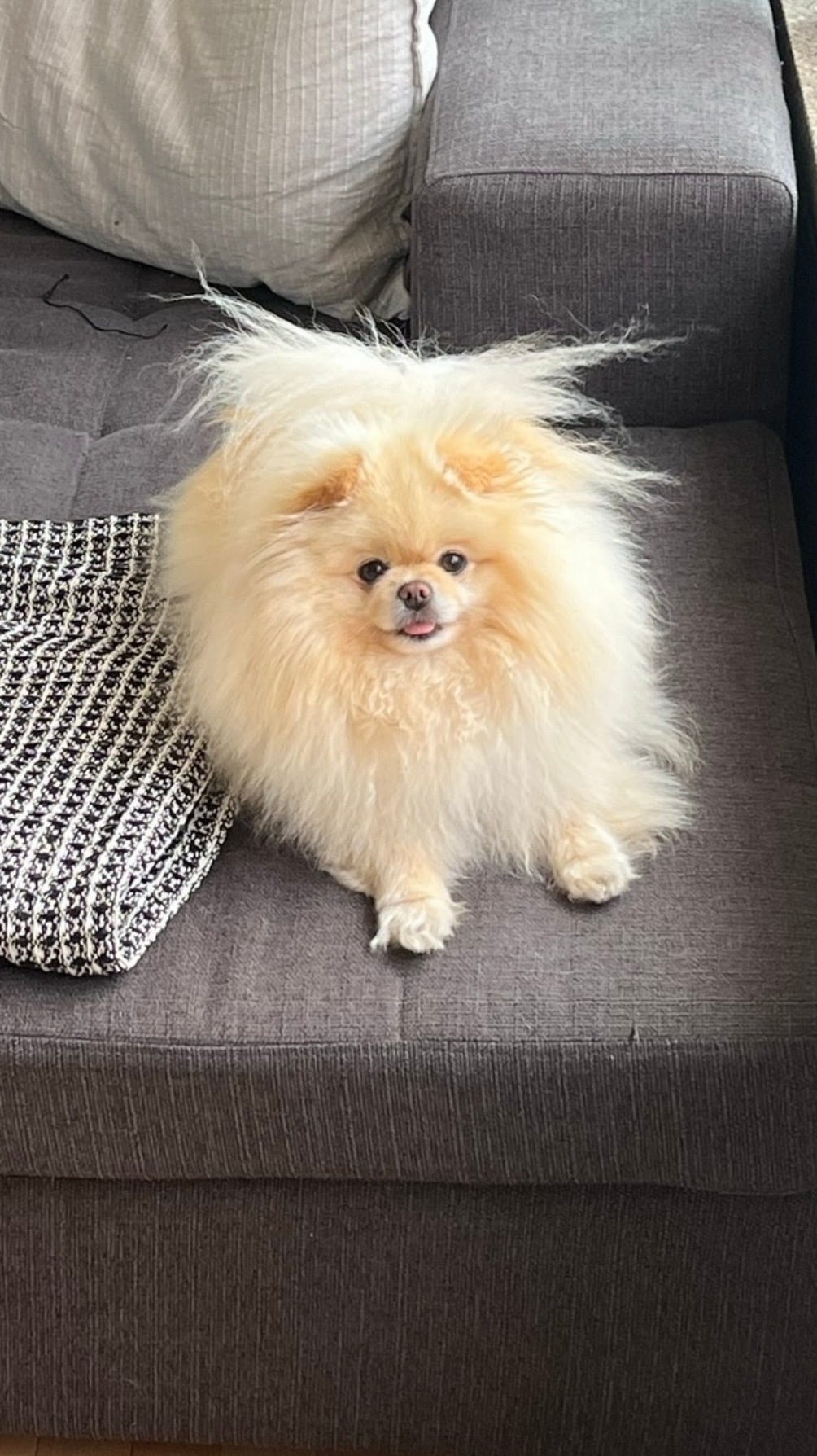 Pomeranian