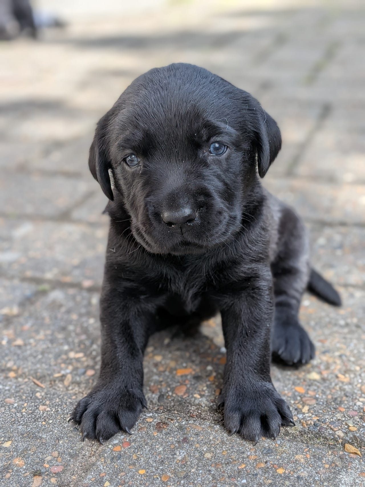 Labrador Retriever