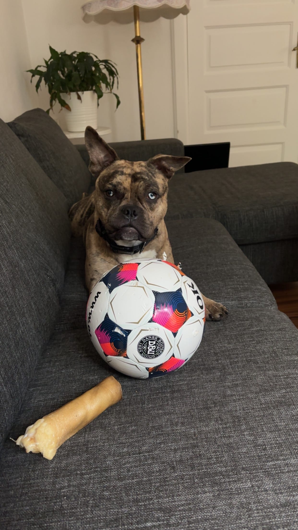 Fransk Bulldog