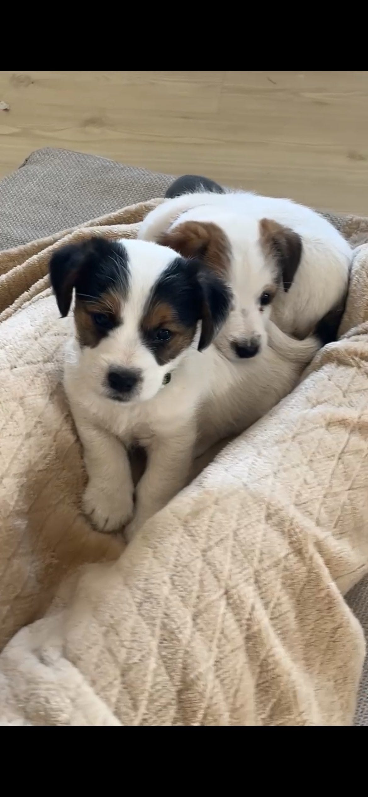 Jack Russell Terrier