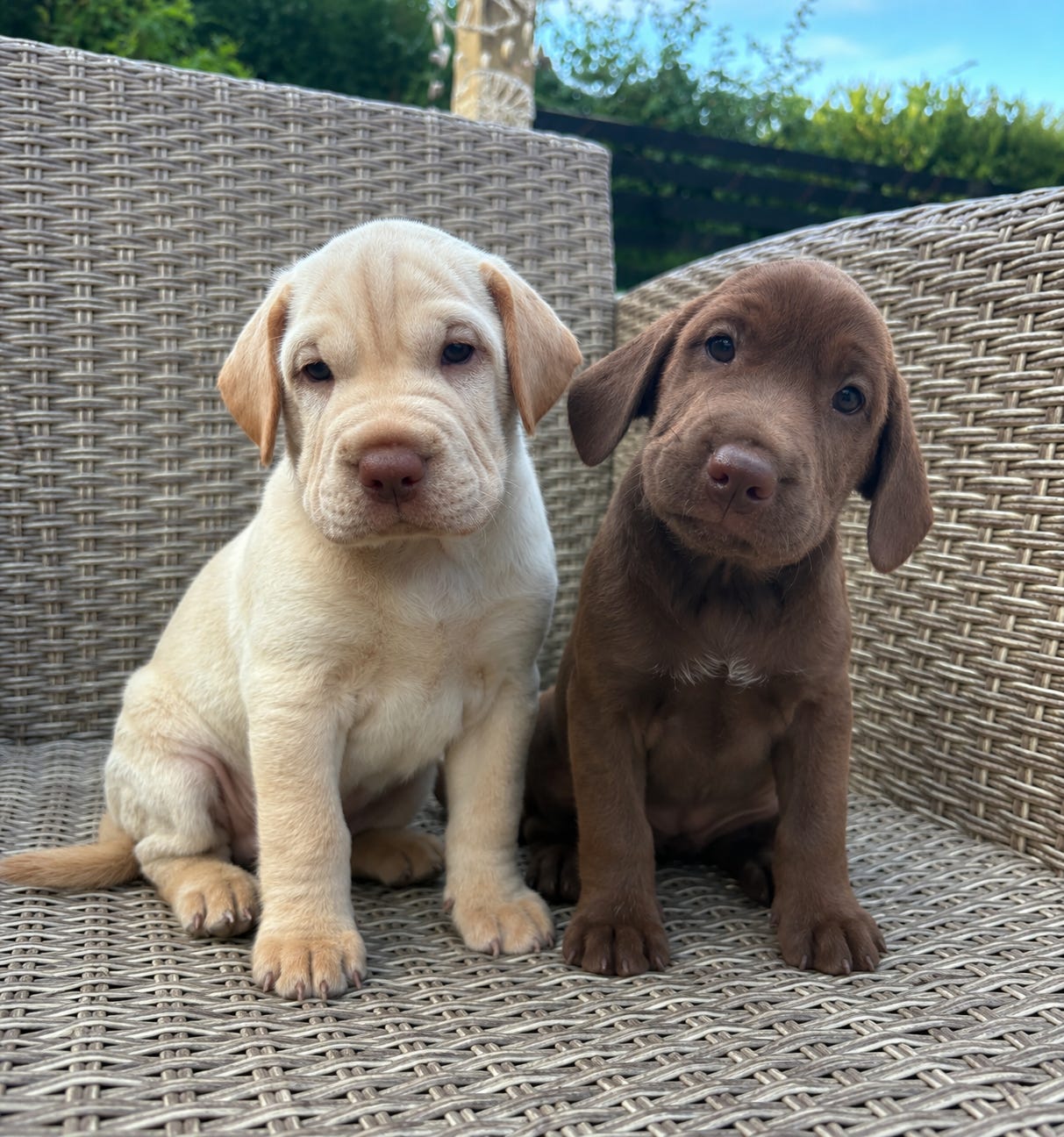 Cocker Spaniel